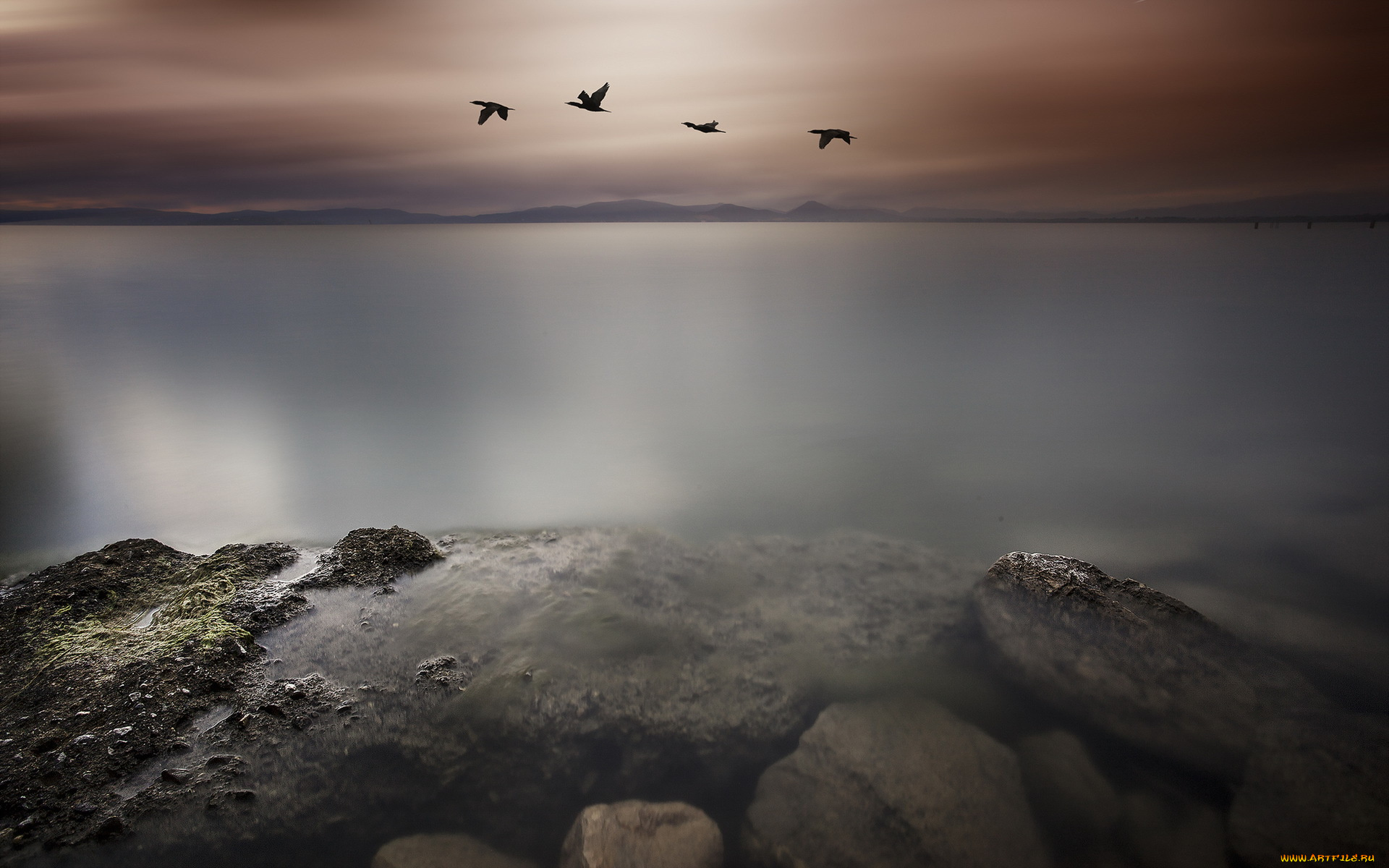 природа, побережье, птицы, море, ночь, пейзаж