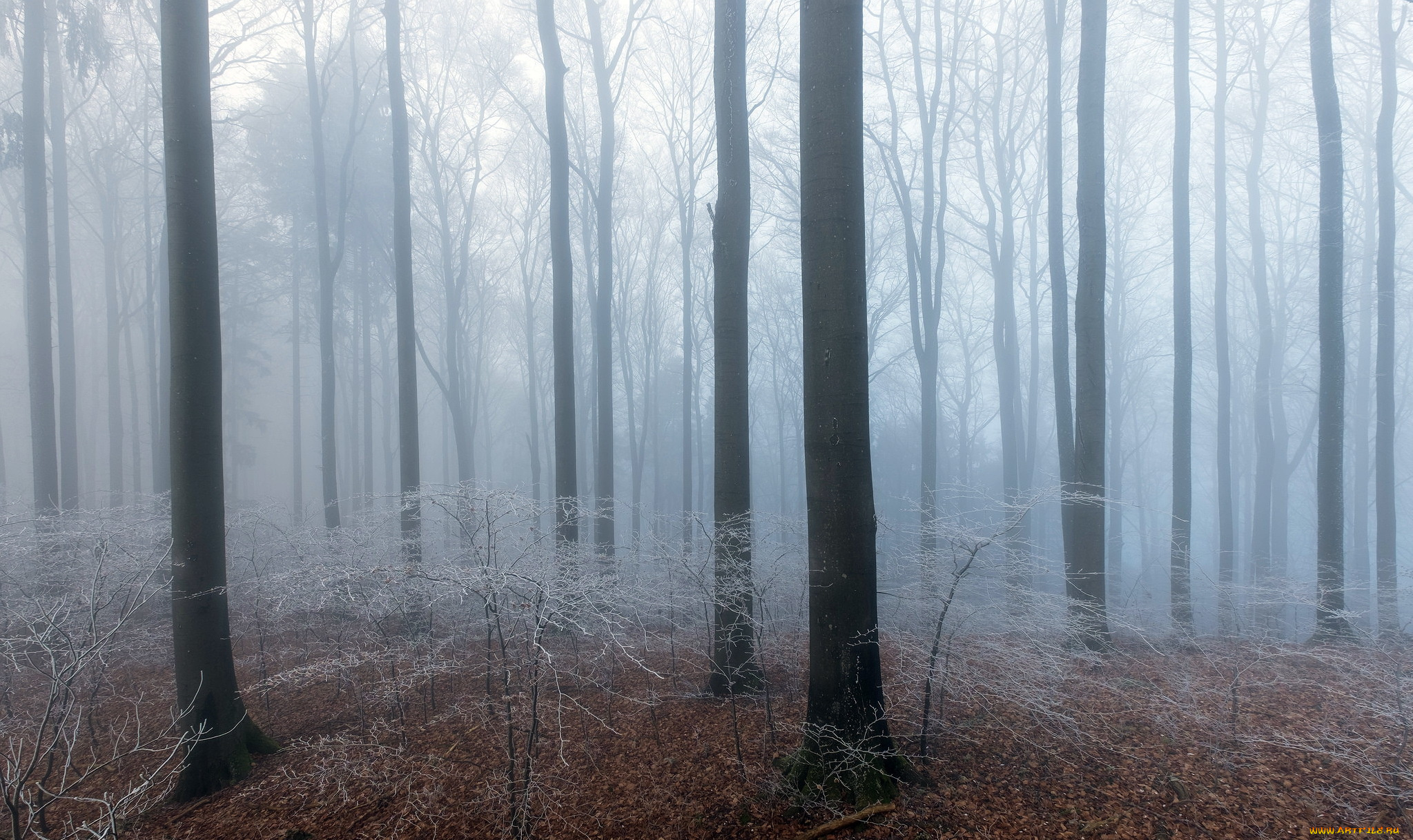 природа, лес, туман, осень