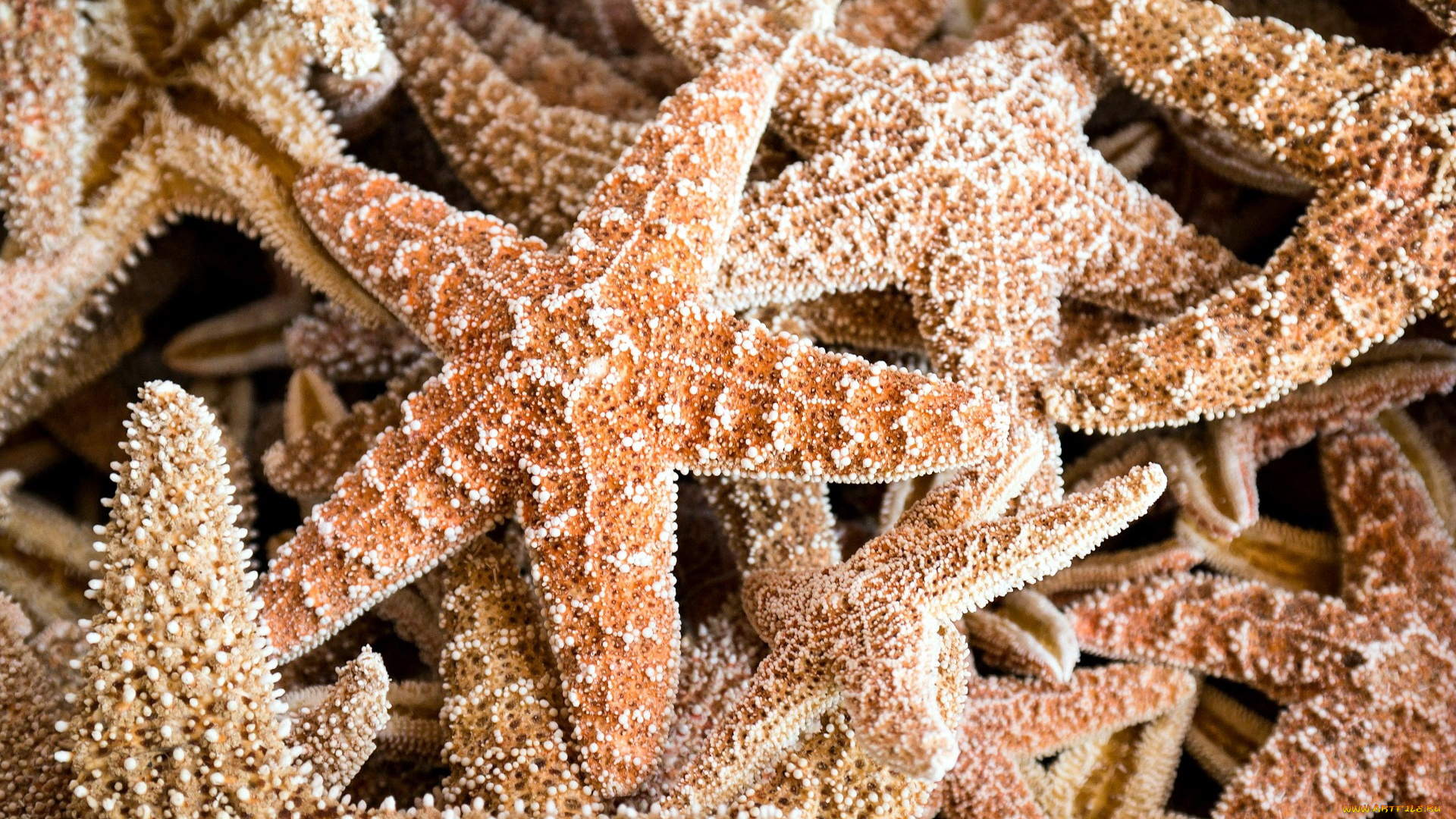 разное, ракушки, , кораллы, , декоративные, и, spa-камни, звезда, морская