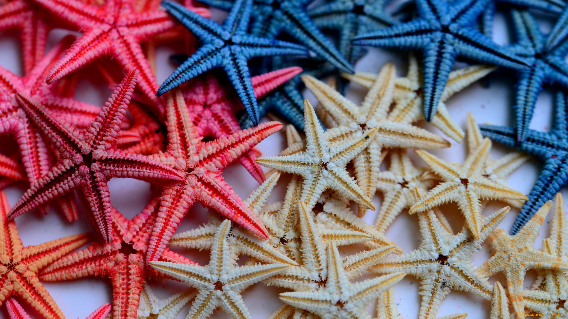 разное, ракушки, , кораллы, , декоративные, и, spa-камни, звезда, морская