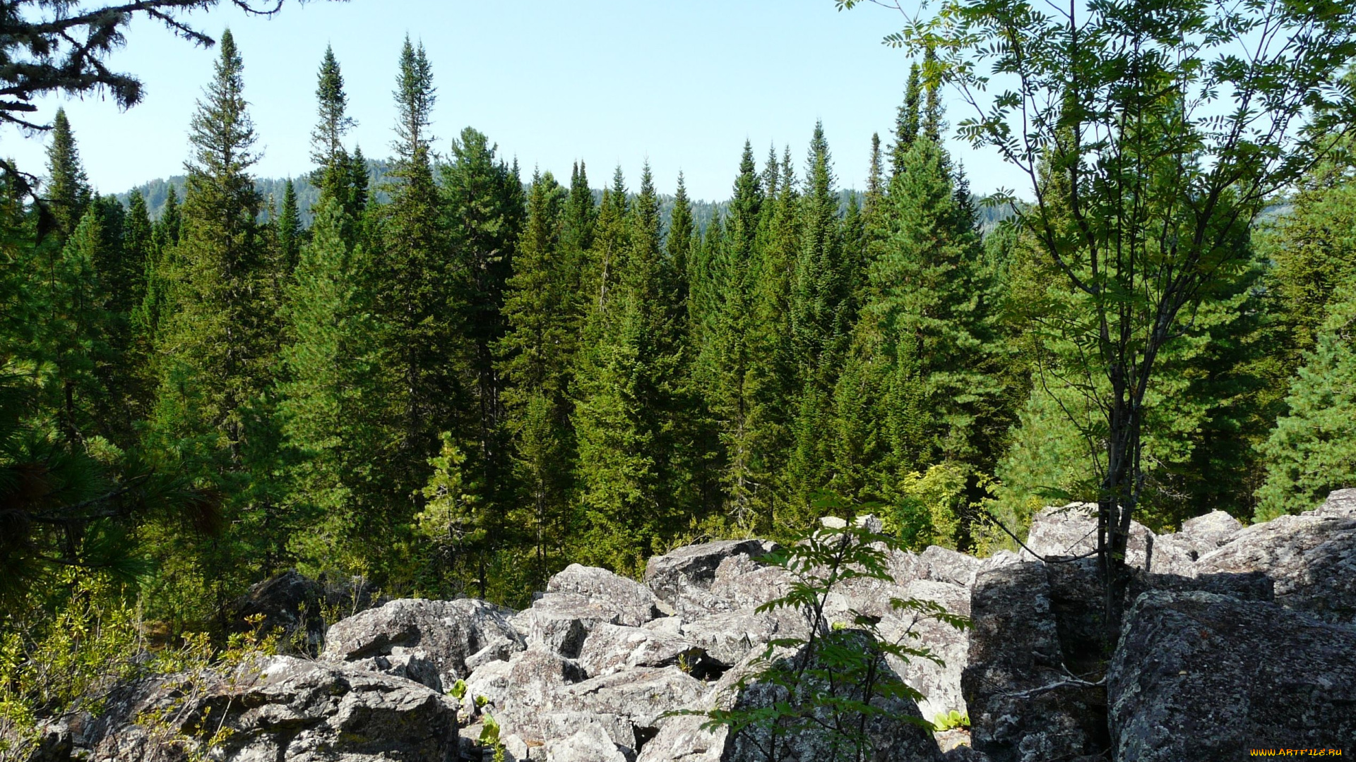 тайга, природа, лес, урал