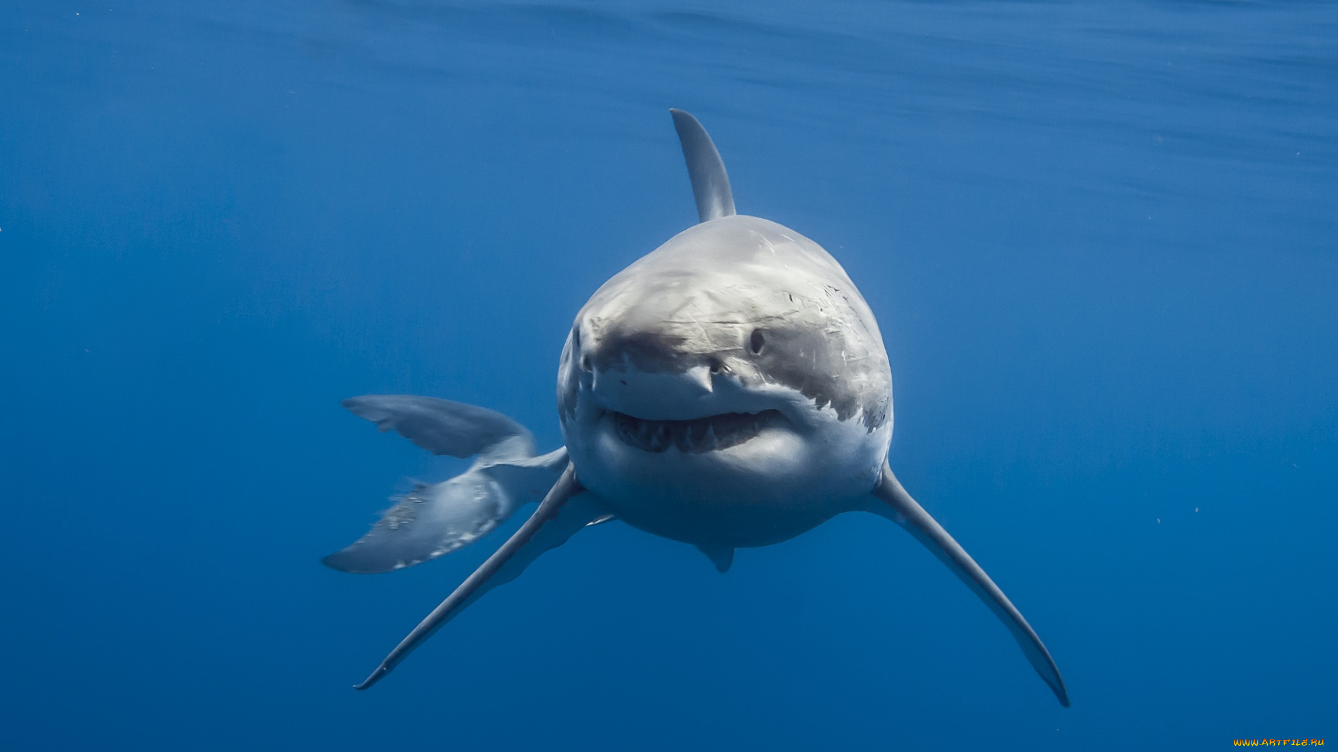 животные, акулы, акула