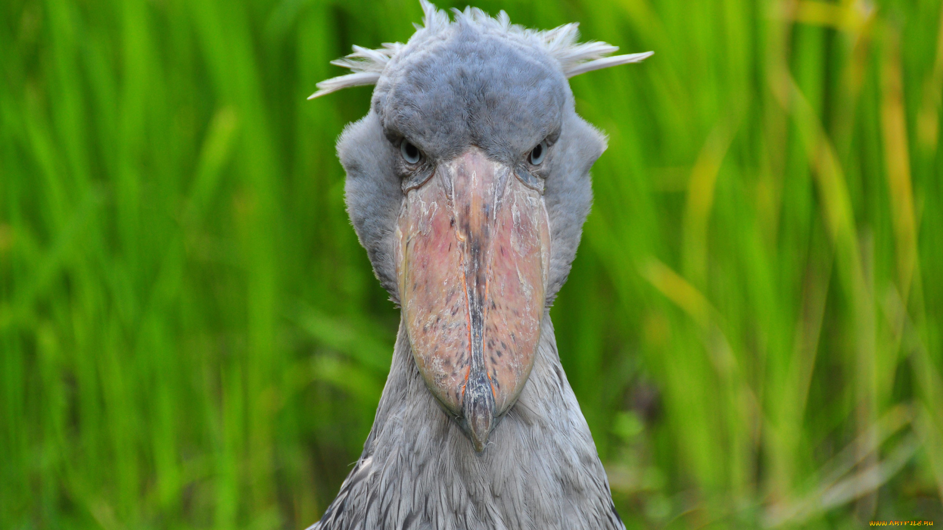 животные, цапли, , выпи, китоглав, цапля, королевская, птица