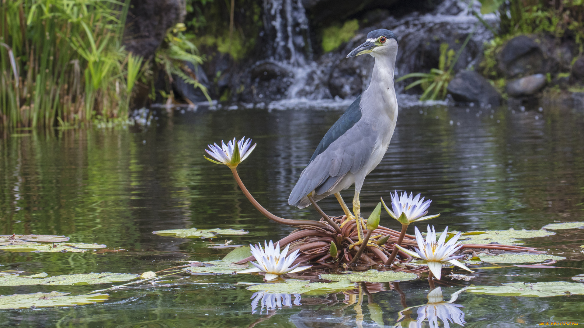 животные, цапли, , выпи, птичка