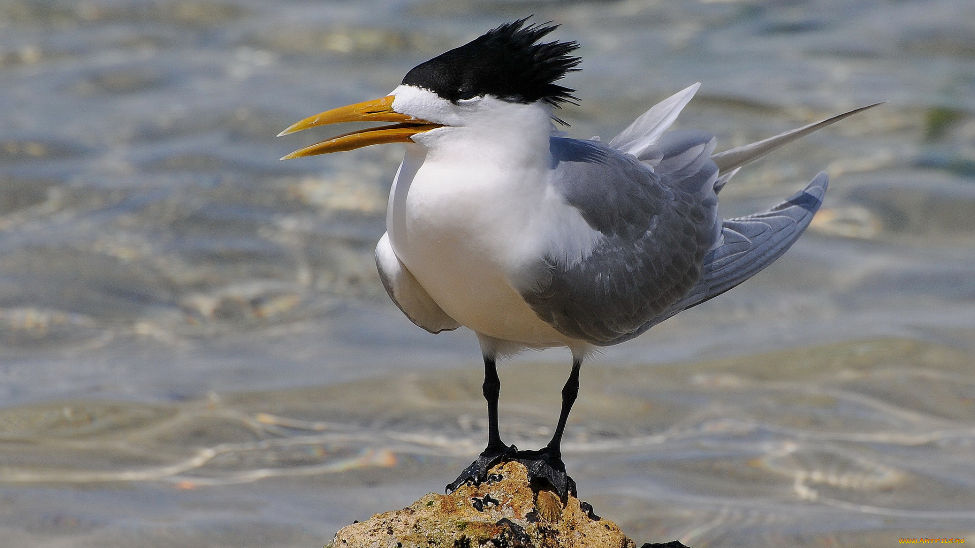 животные, Чайки, , бакланы, , крачки, птичка
