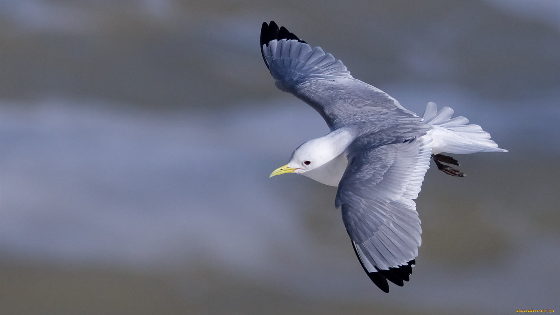 животные, Чайки, , бакланы, , крачки, птичка