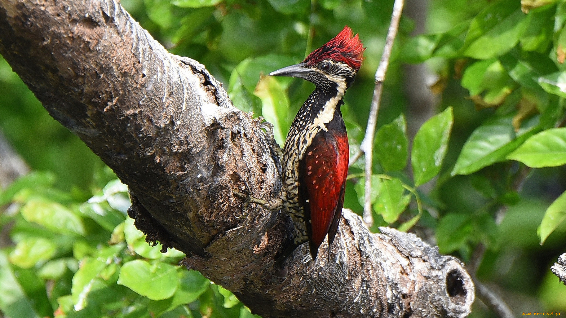 животные, дятлы, птичка