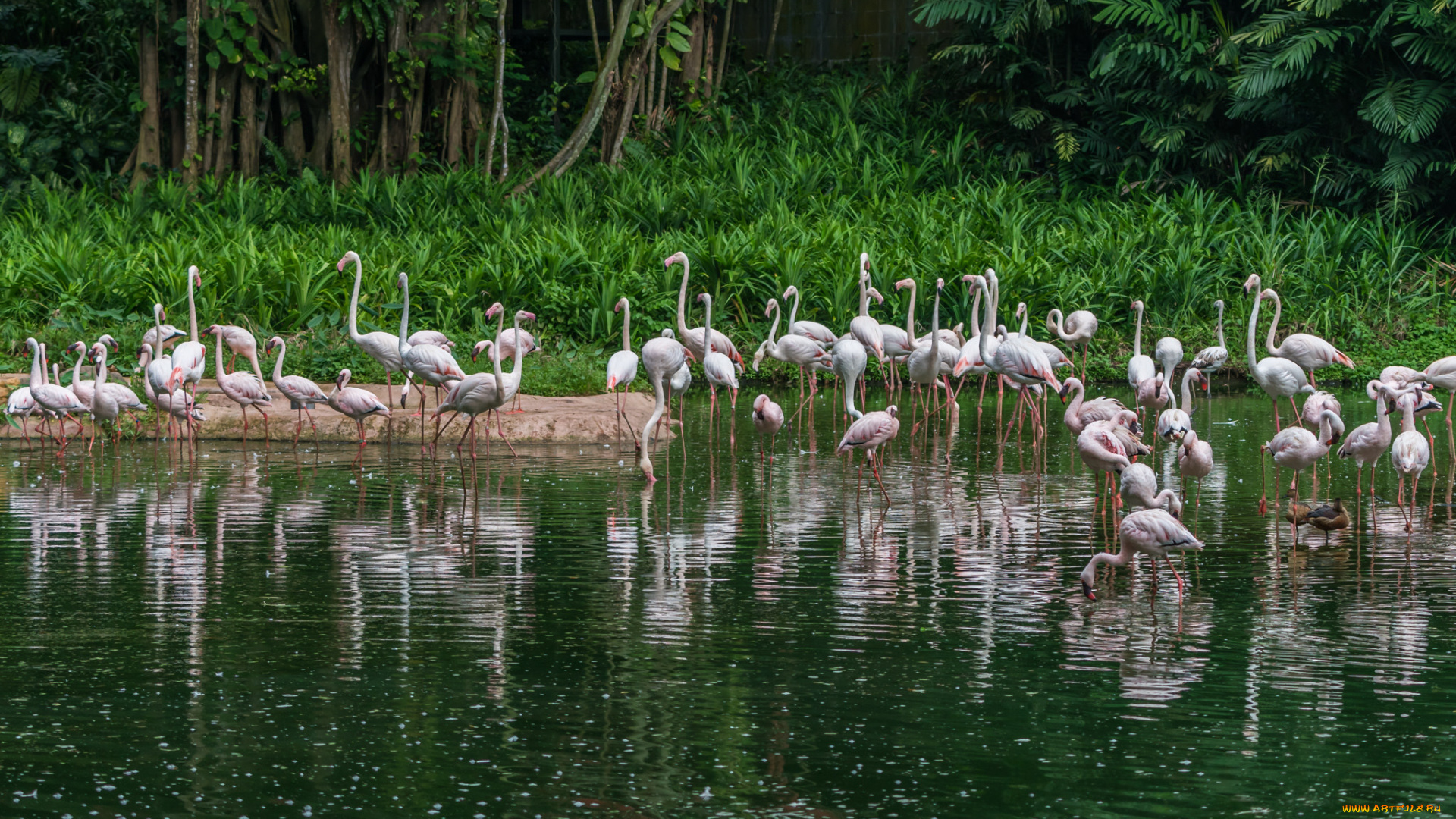 животные, фламинго, птичка
