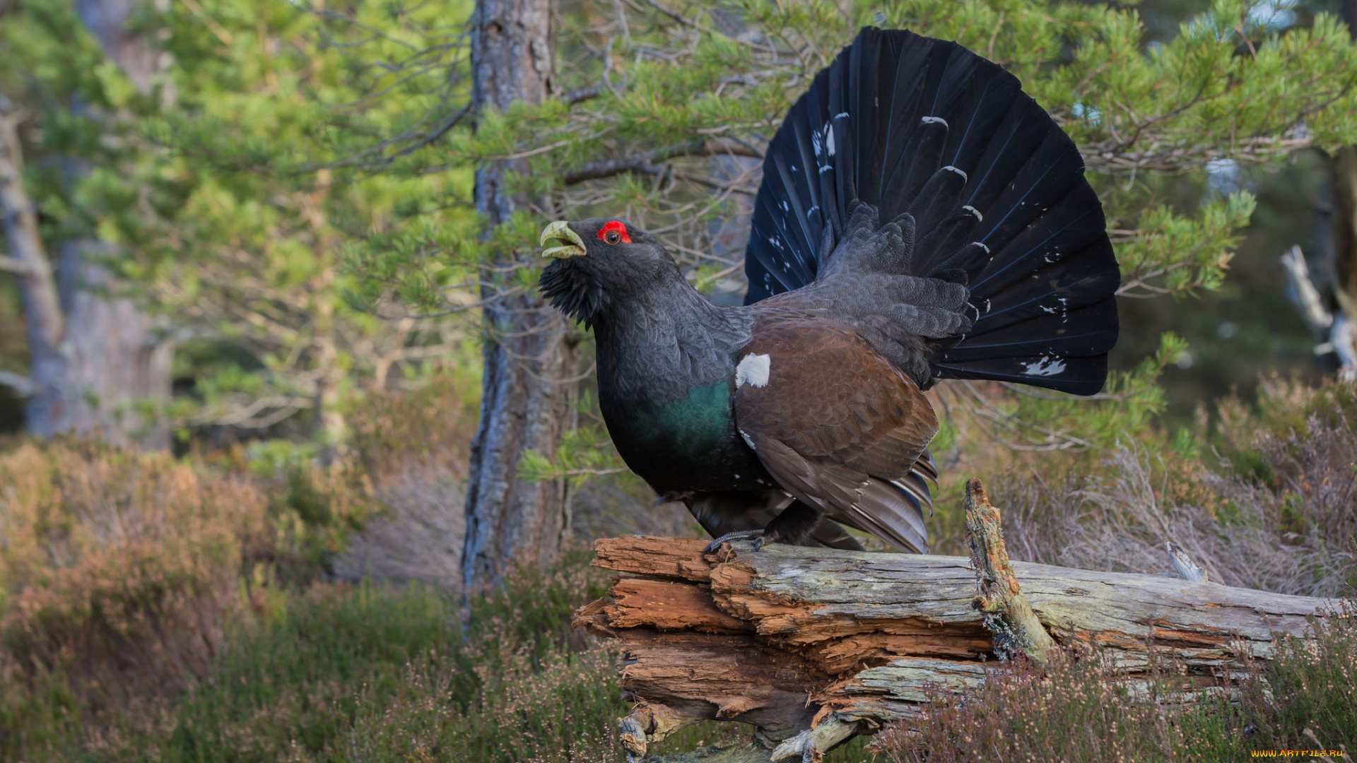 животные, глухари, , тетерева, птичка