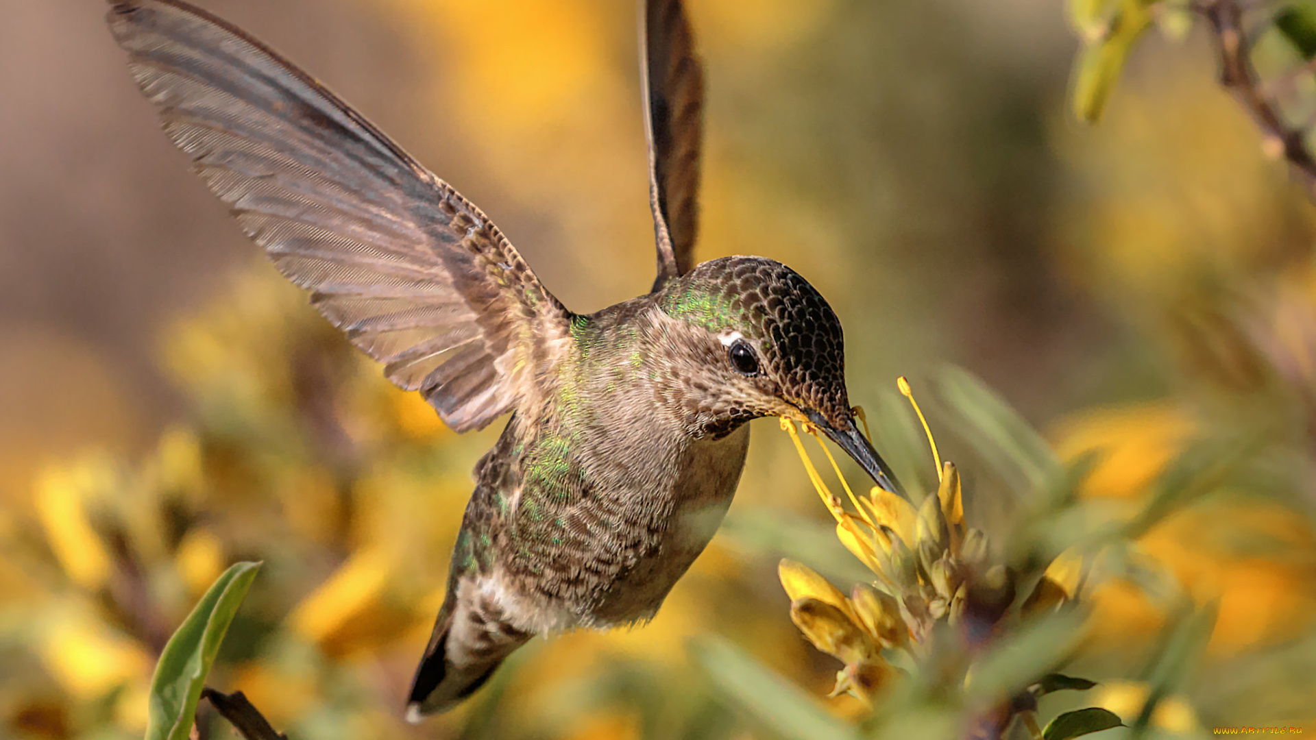 животные, колибри, птичка