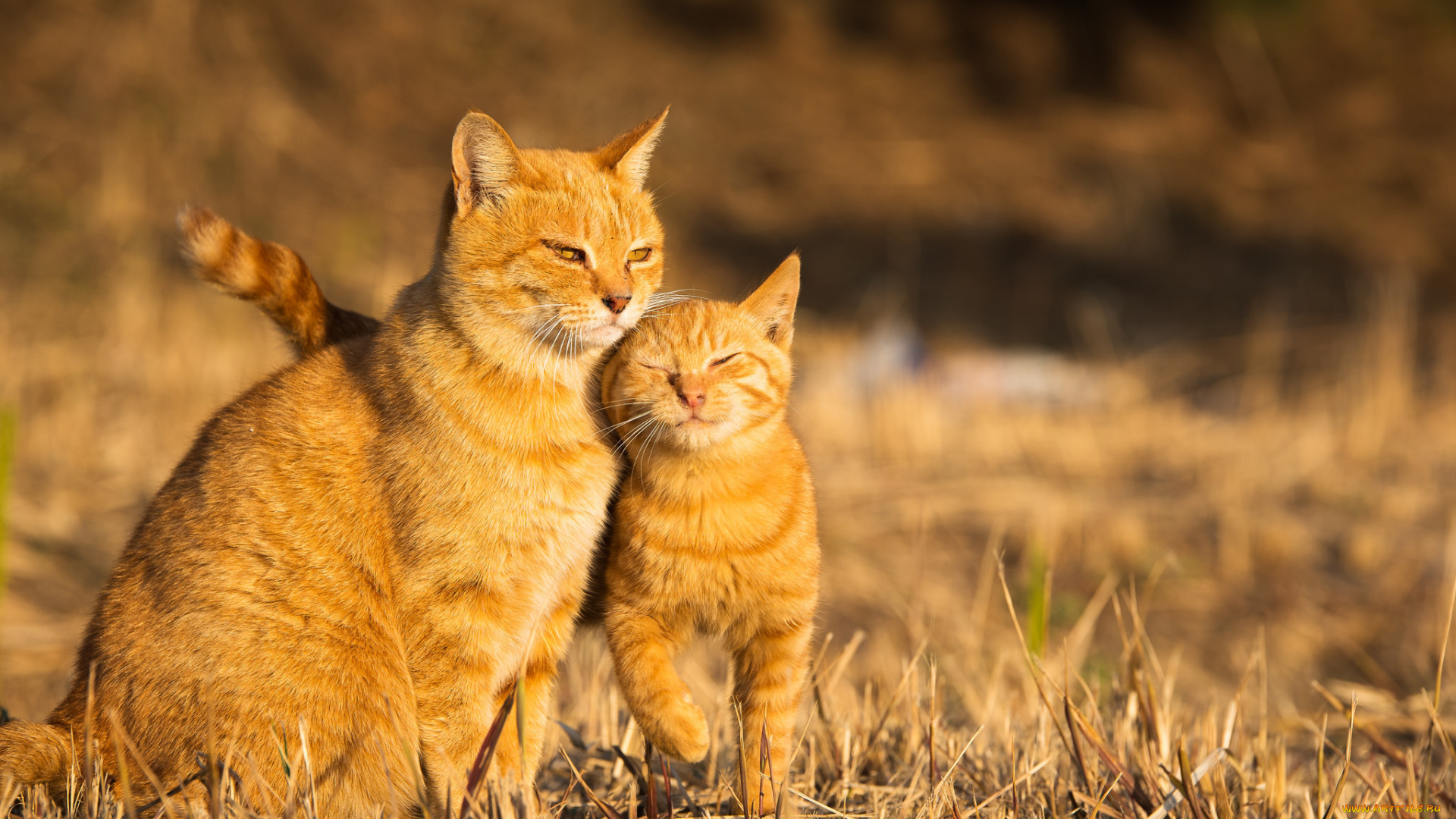 животные, коты