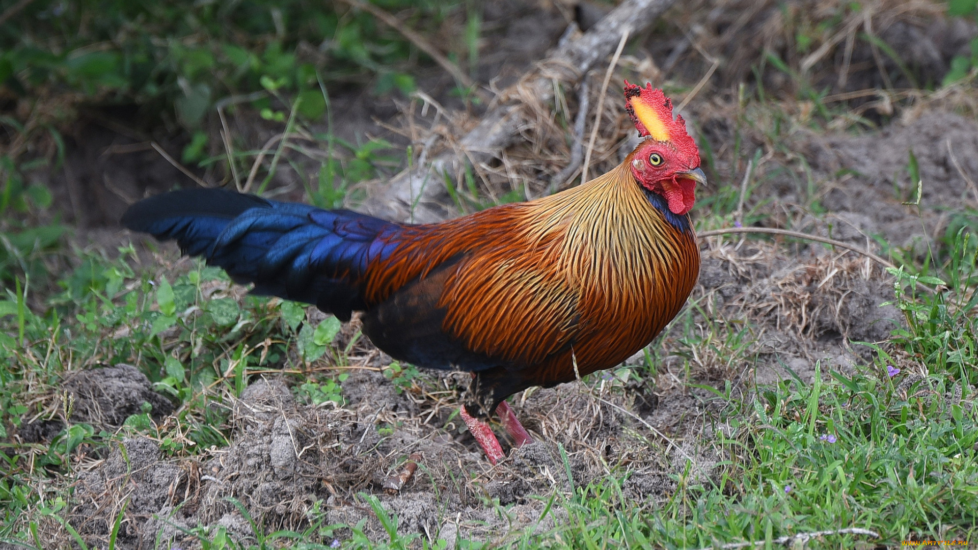 животные, куры, , петухи, птичка