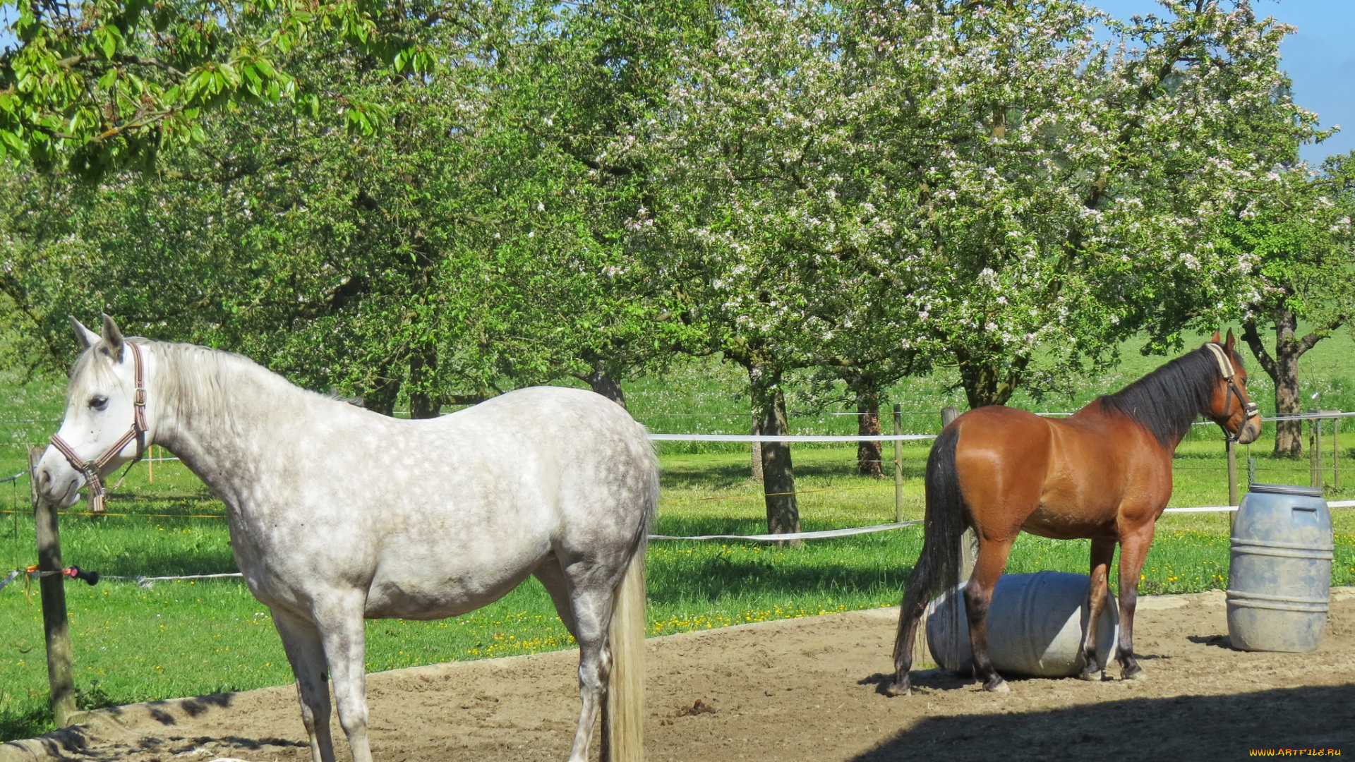 животные, лошади