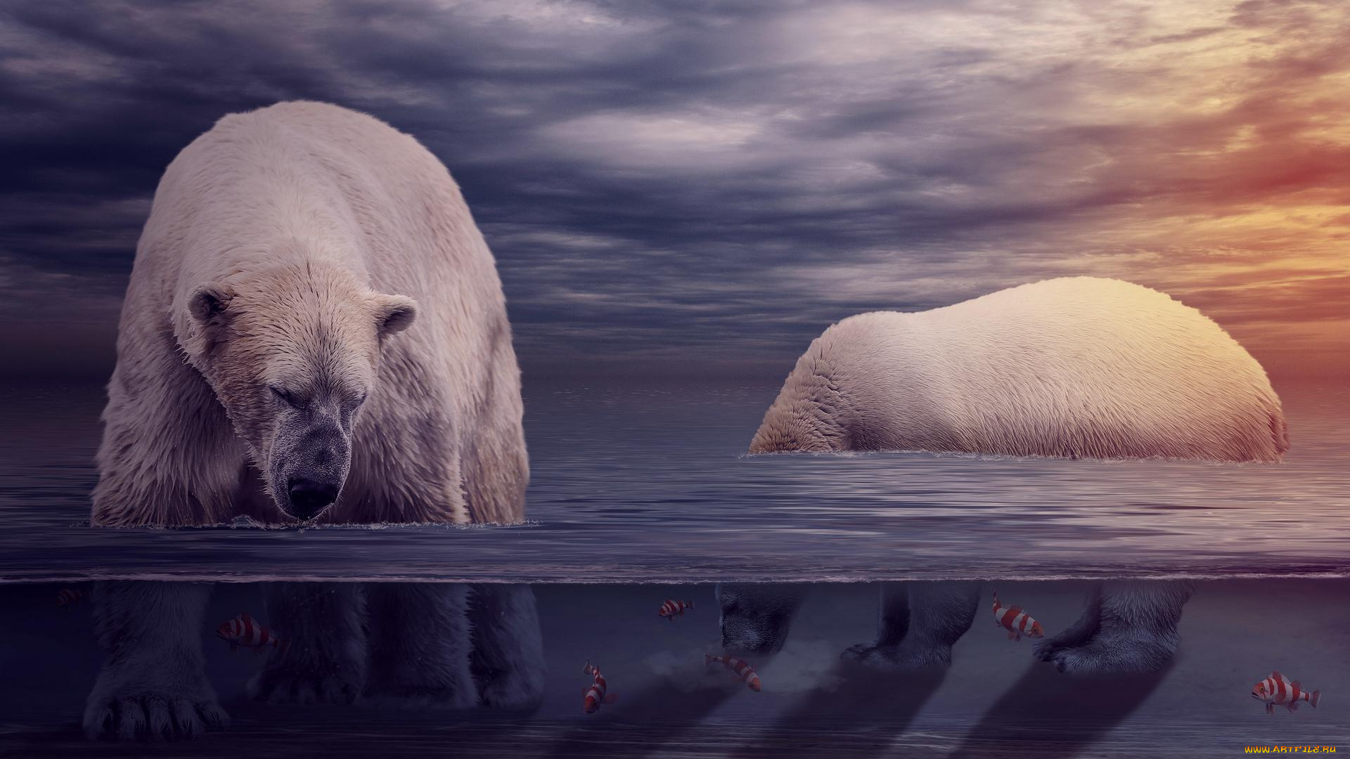 животные, медведи, фон