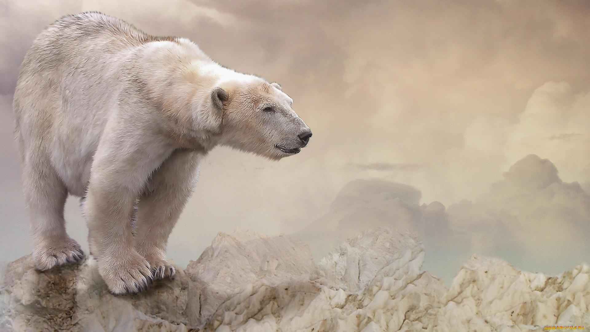 животные, медведи, медведь, фон