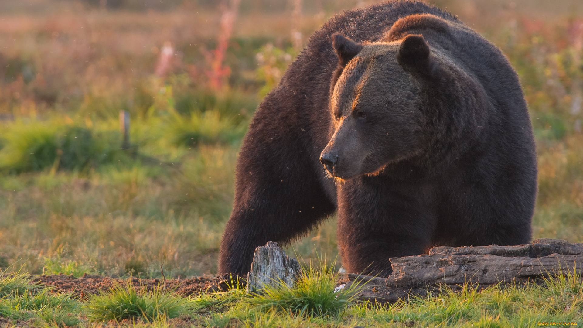 животные, медведи, топтыгин, зверь, медведь