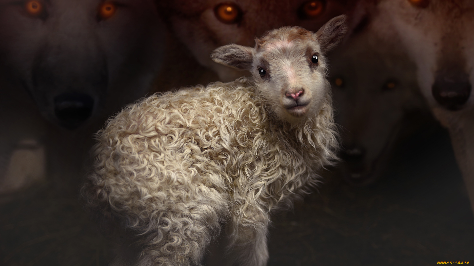 животные, овцы, , бараны, овечка, волки, взгляд, фон