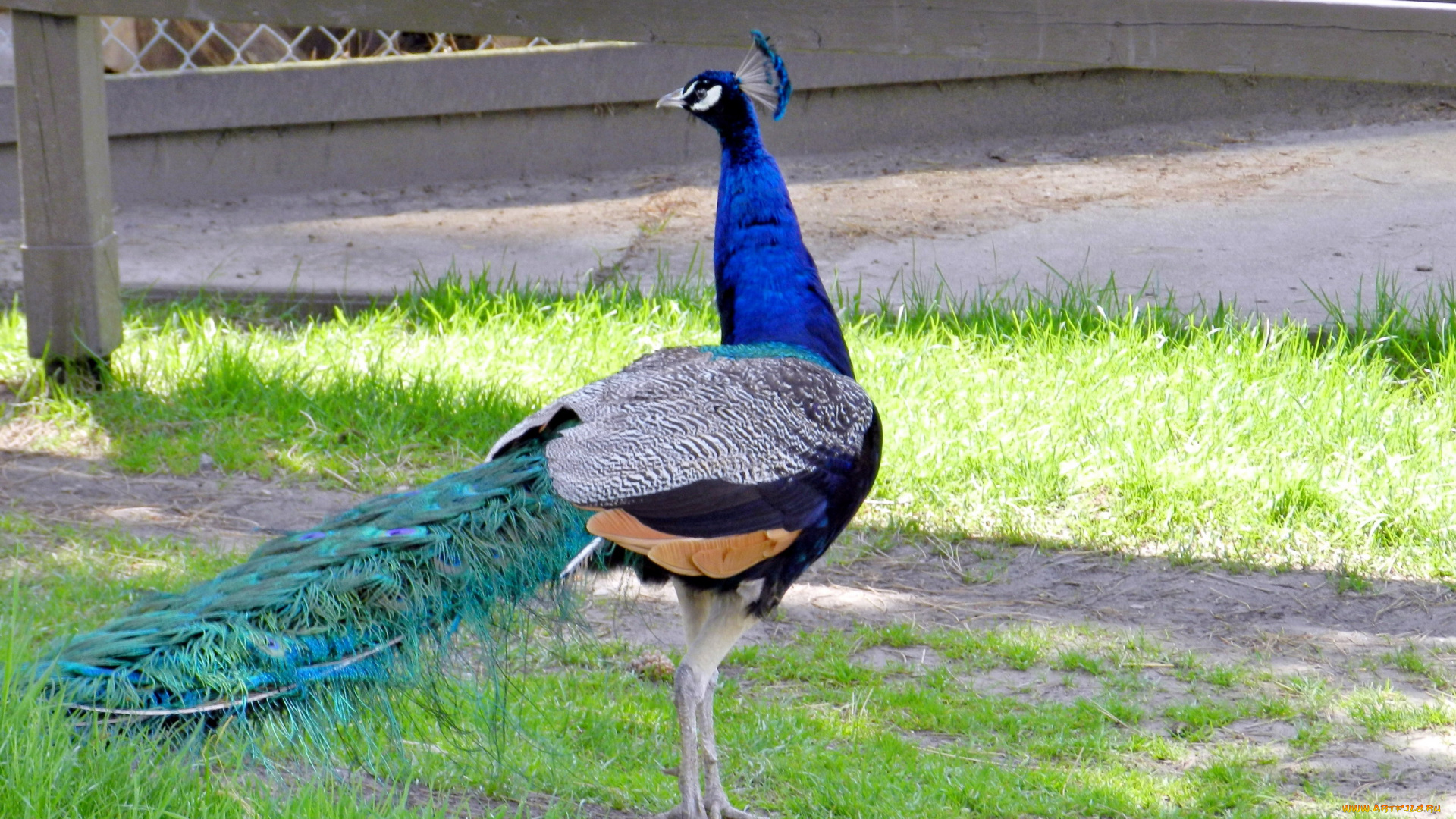 животные, павлины, хохолок, хвост