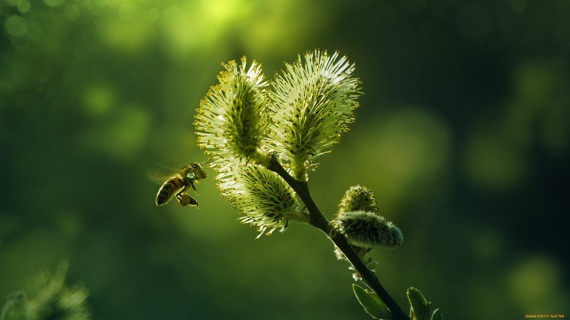 животные, пчелы, , осы, , шмели, пчела, ветка