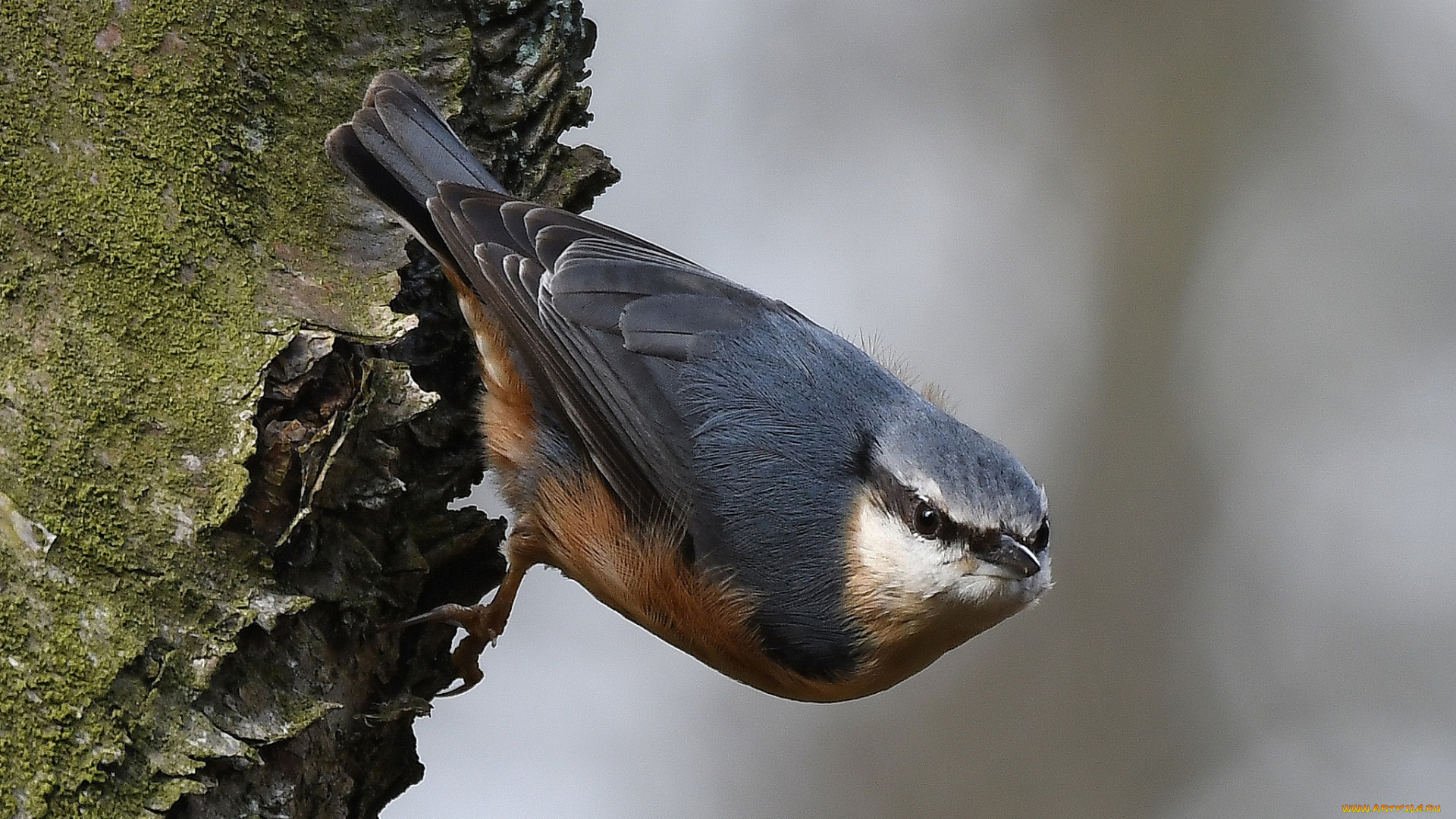 животные, поползни, птичка