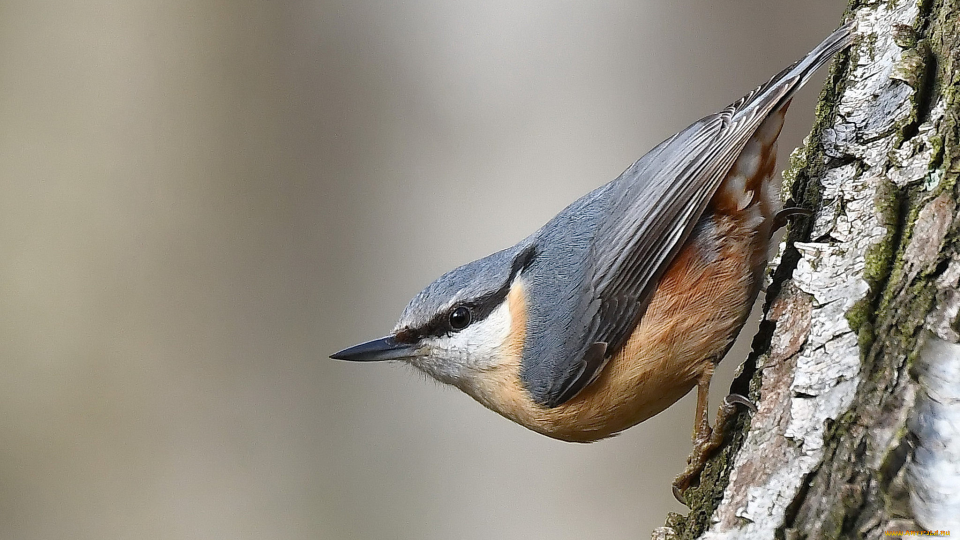 животные, поползни, птичка