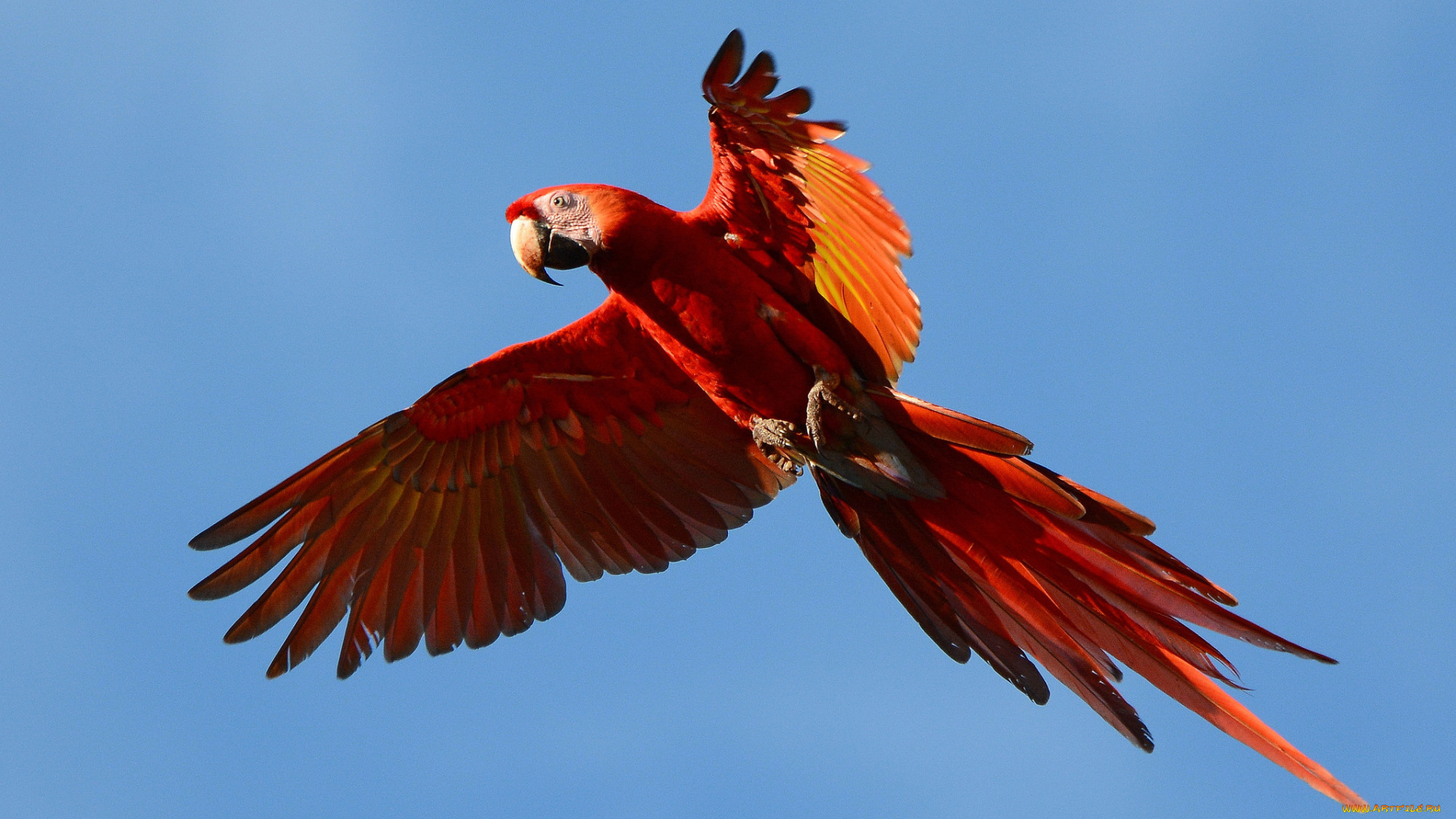 животные, попугаи, птичка
