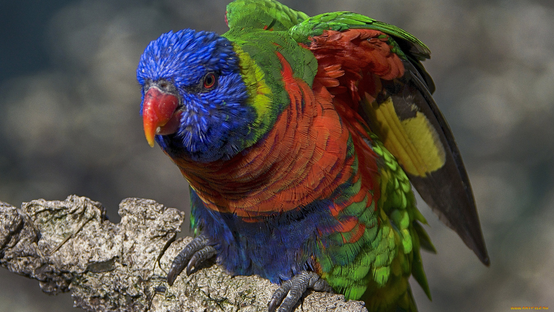 животные, попугаи, птичка