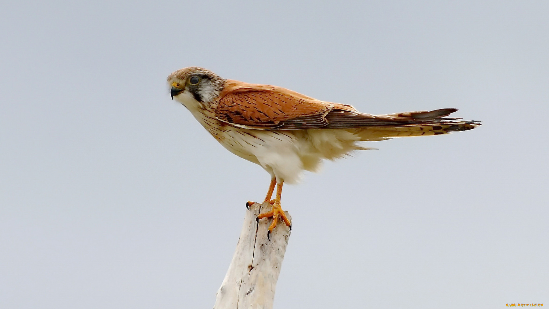 животные, птицы, -, хищники, птичка