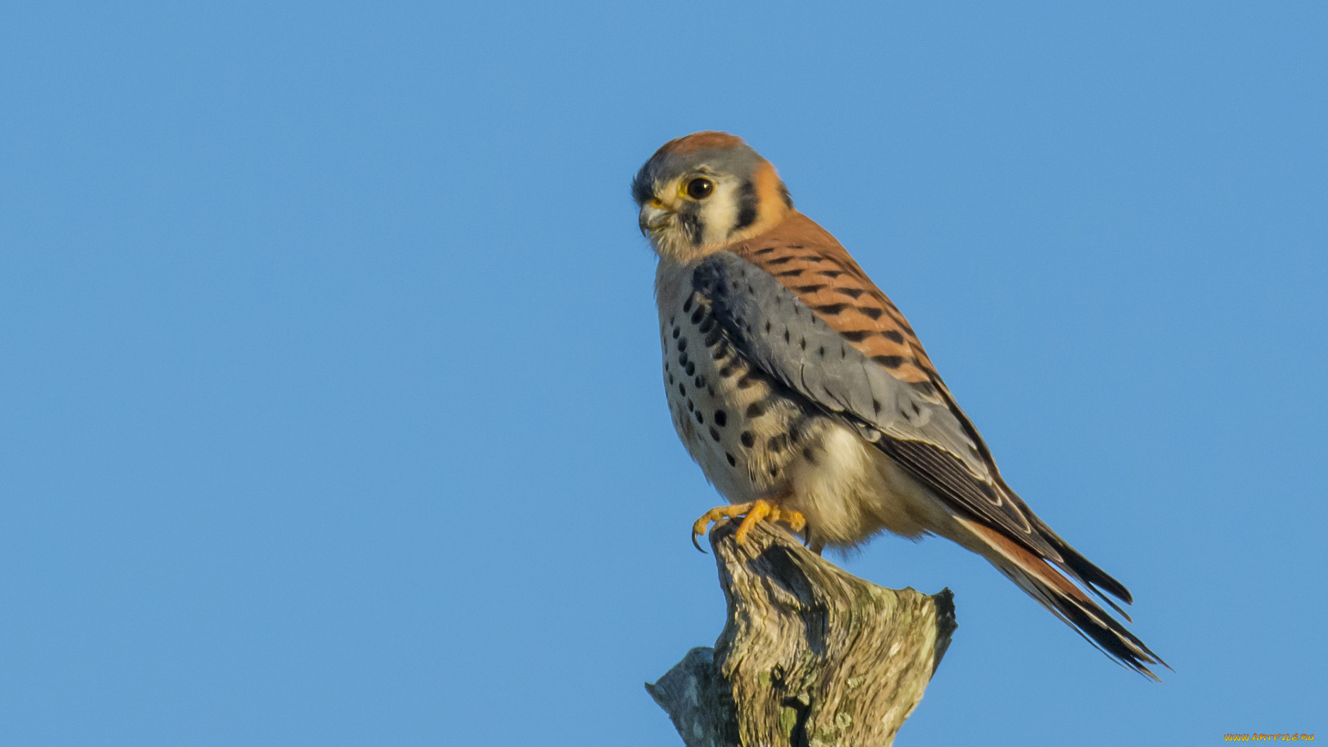 животные, птицы, -, хищники, птичка