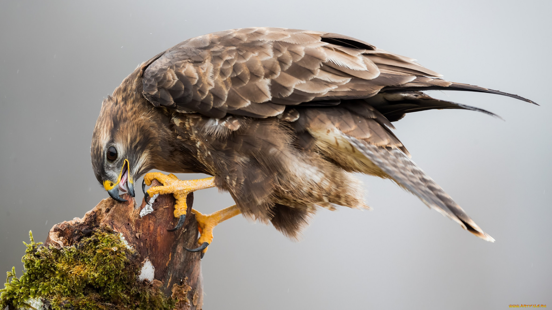 животные, птицы, -, хищники, птичка