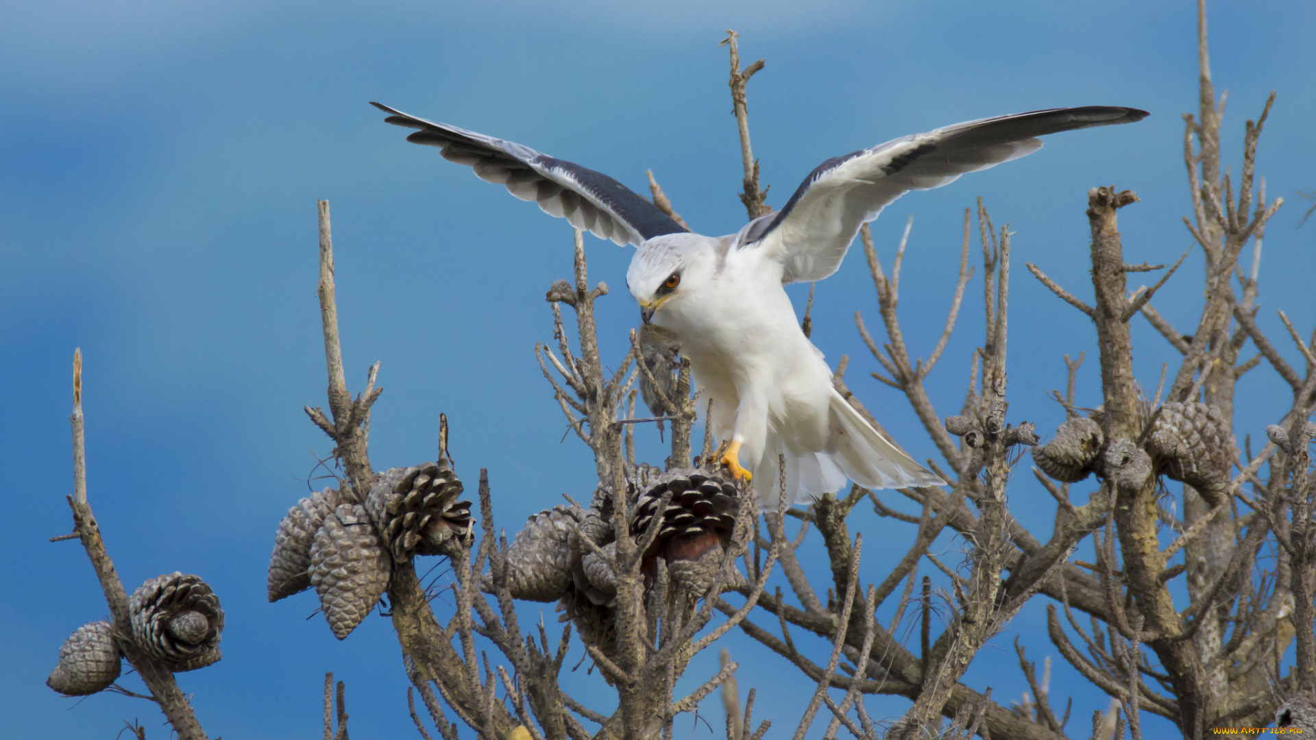 животные, птицы, -, хищники, птичка