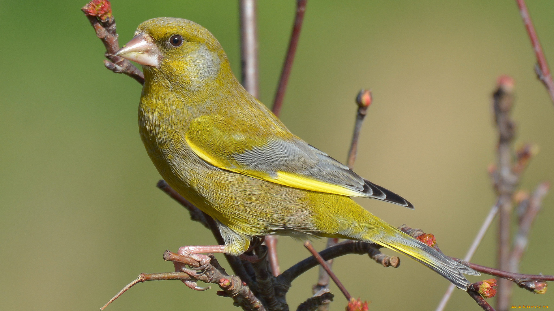 животные, птицы, птичка