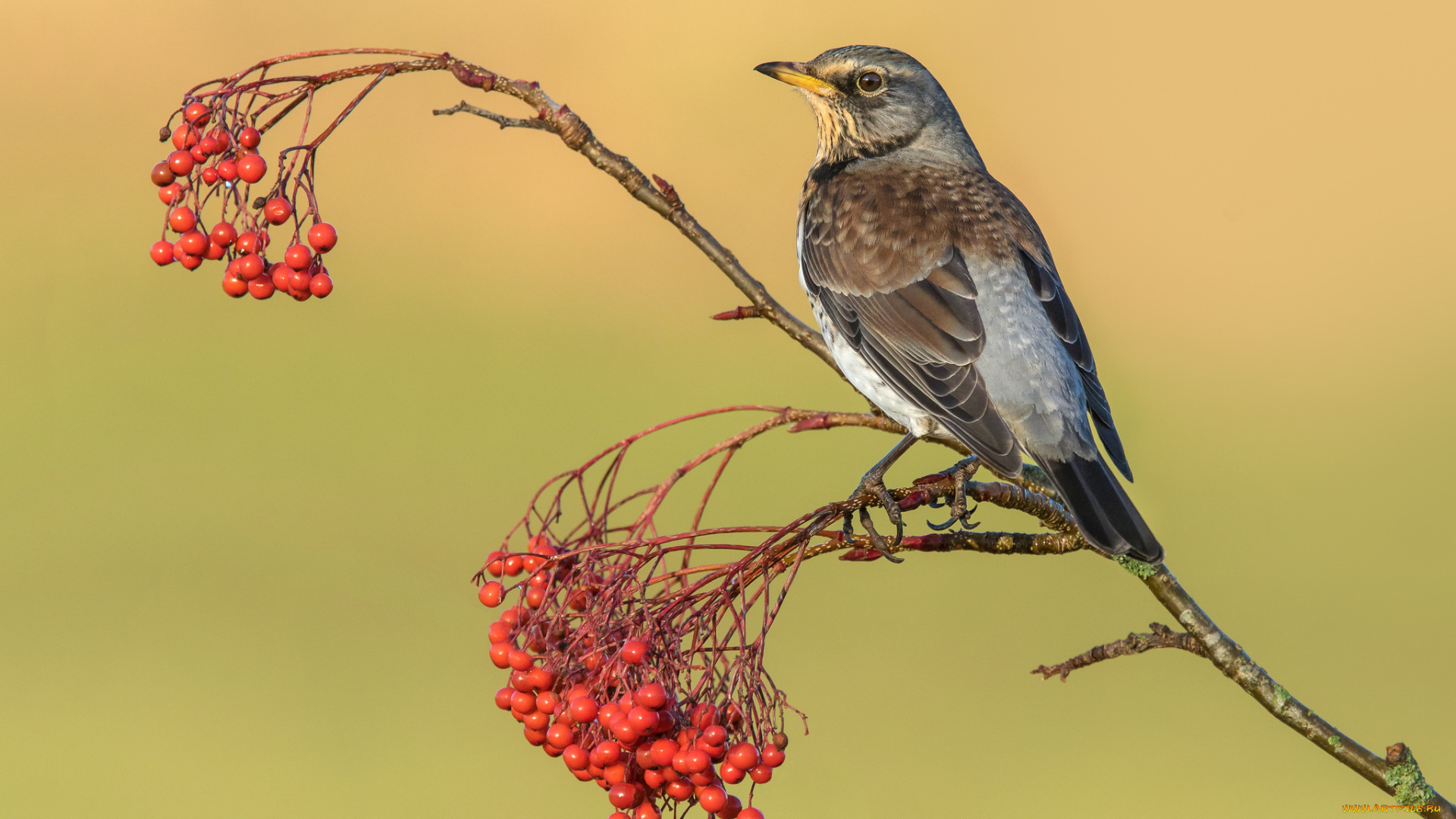 животные, птицы, птичка