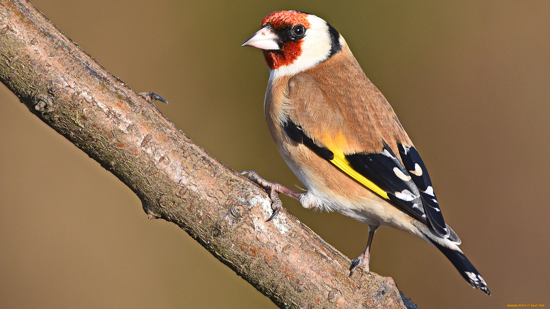 животные, птицы, птичка