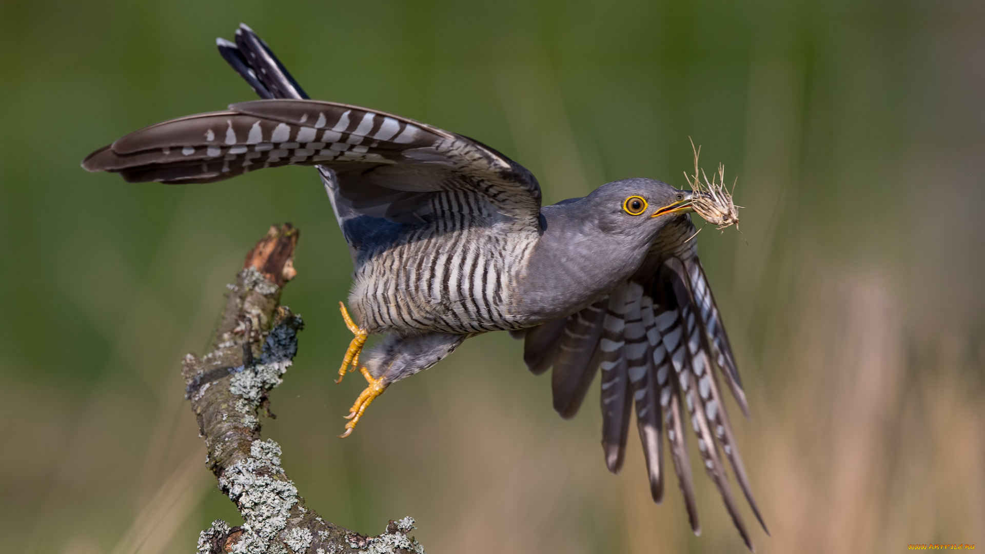 животные, птицы, птичка