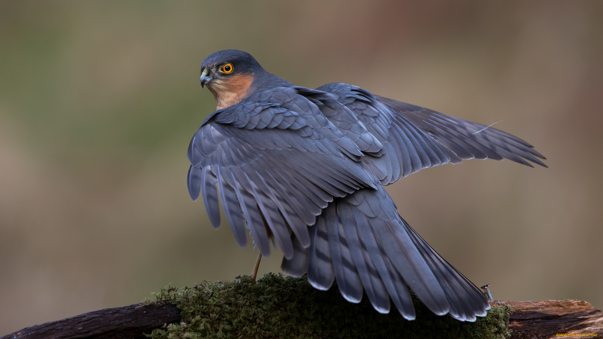 животные, птицы, птичка