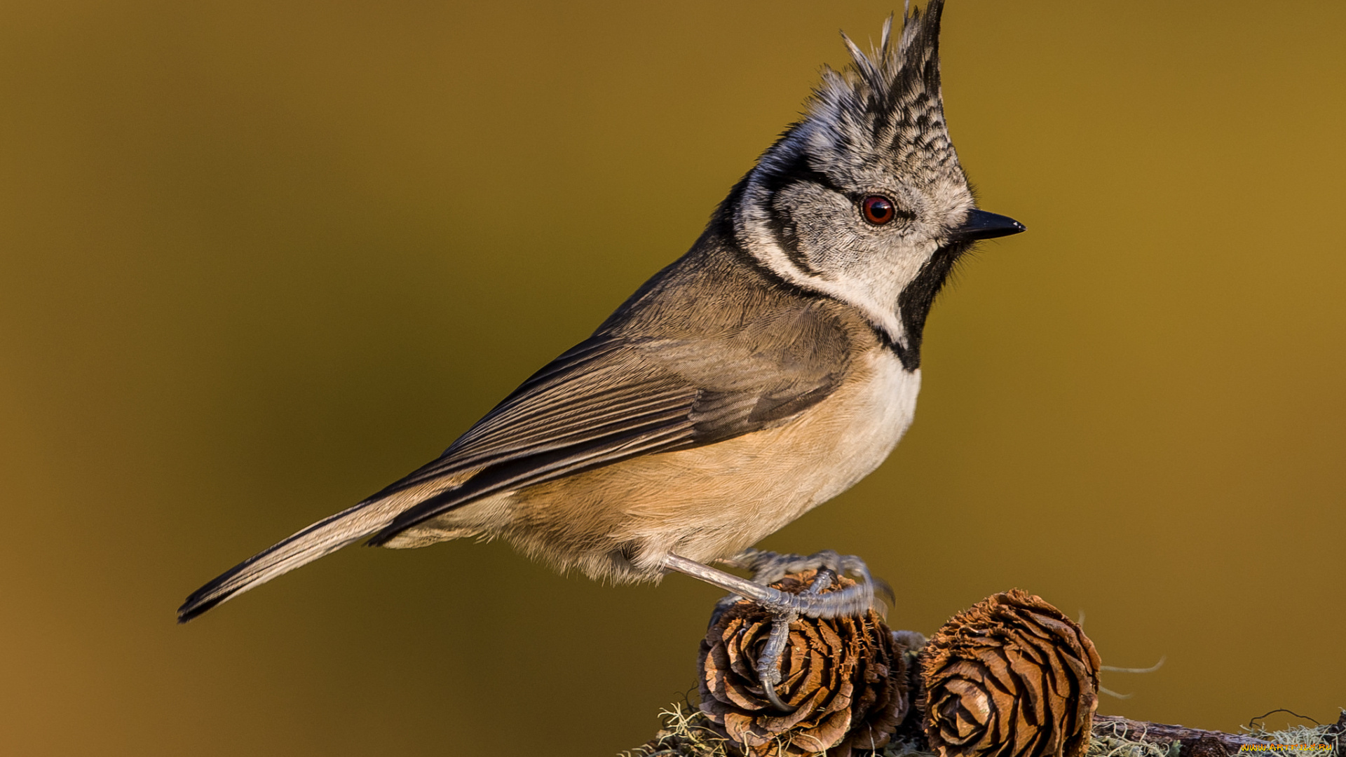 животные, синицы, , лазоревки, птичка