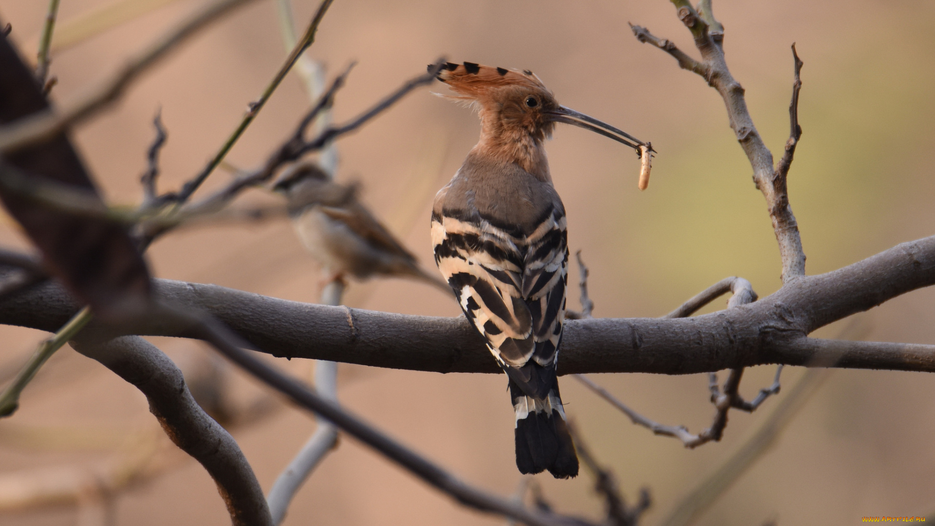 животные, удоды, птичка