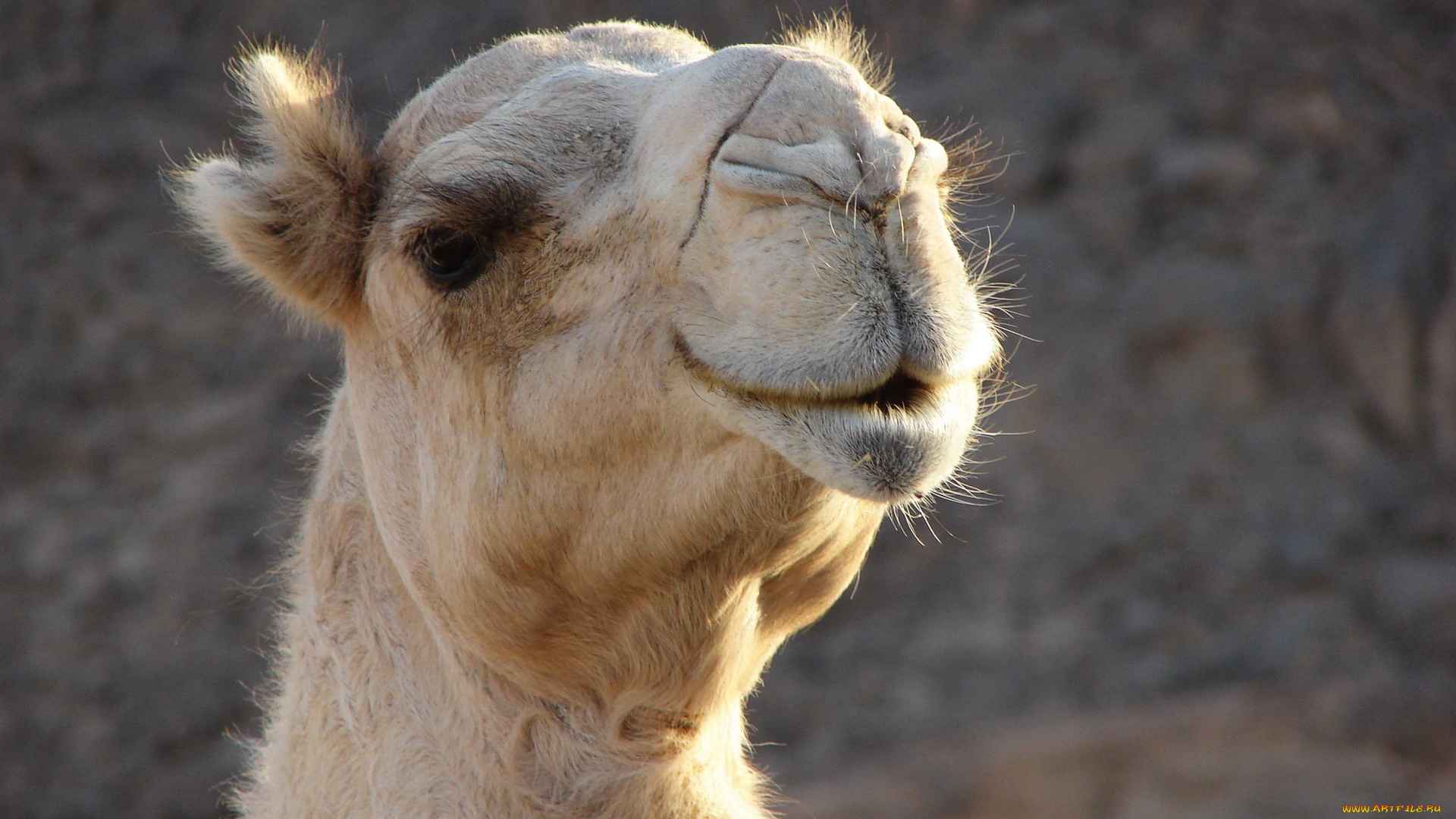 животные, верблюды, голова, белый, верблюд