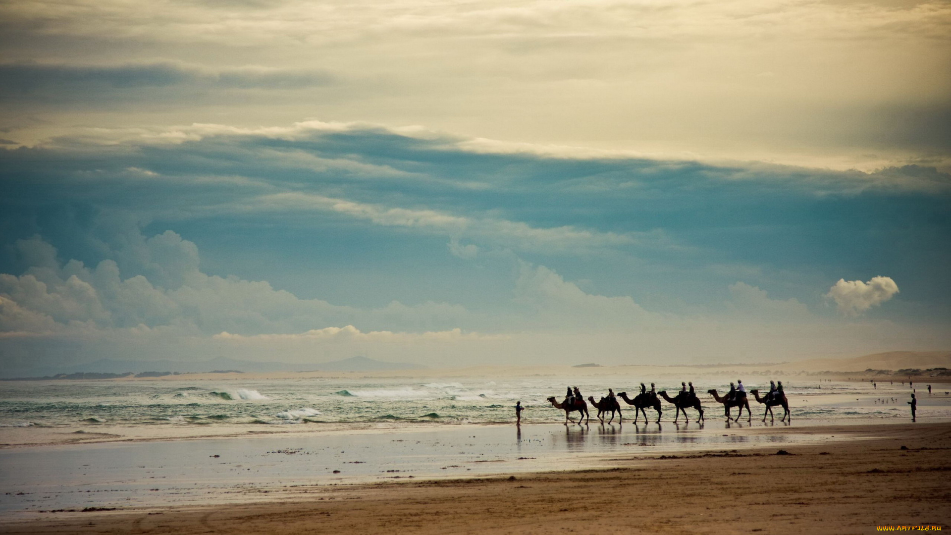 животные, верблюды, тучи, песок, море, берег, караван