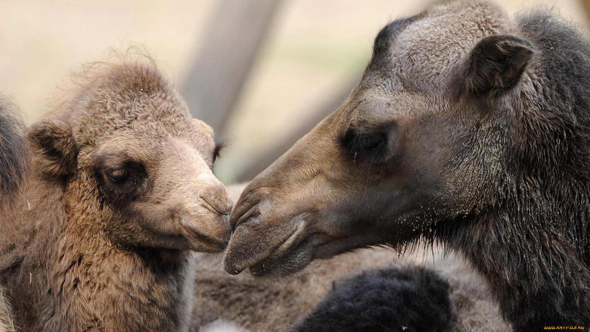 животные, верблюды, верблюжонок, верблюдица