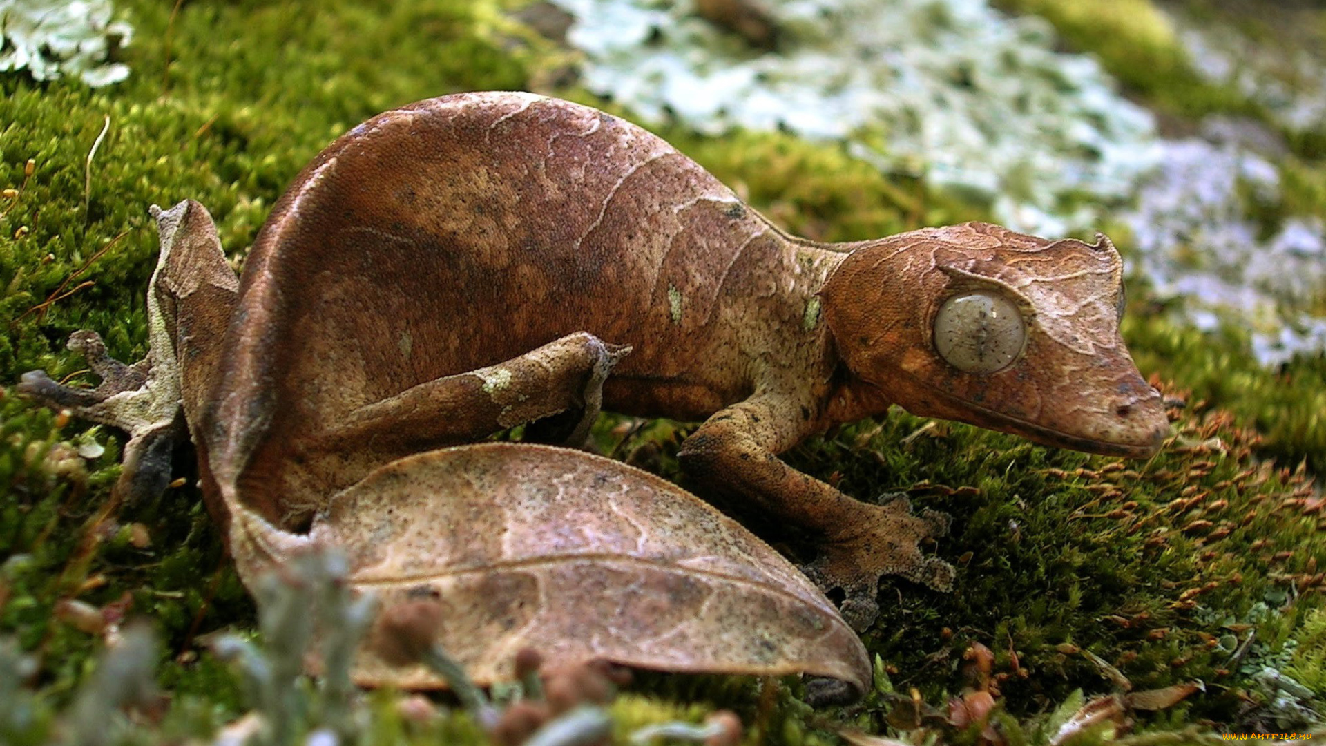 животные, Ящерицы, , игуаны, , вараны, листохвостый, геккон, ящерица, листва