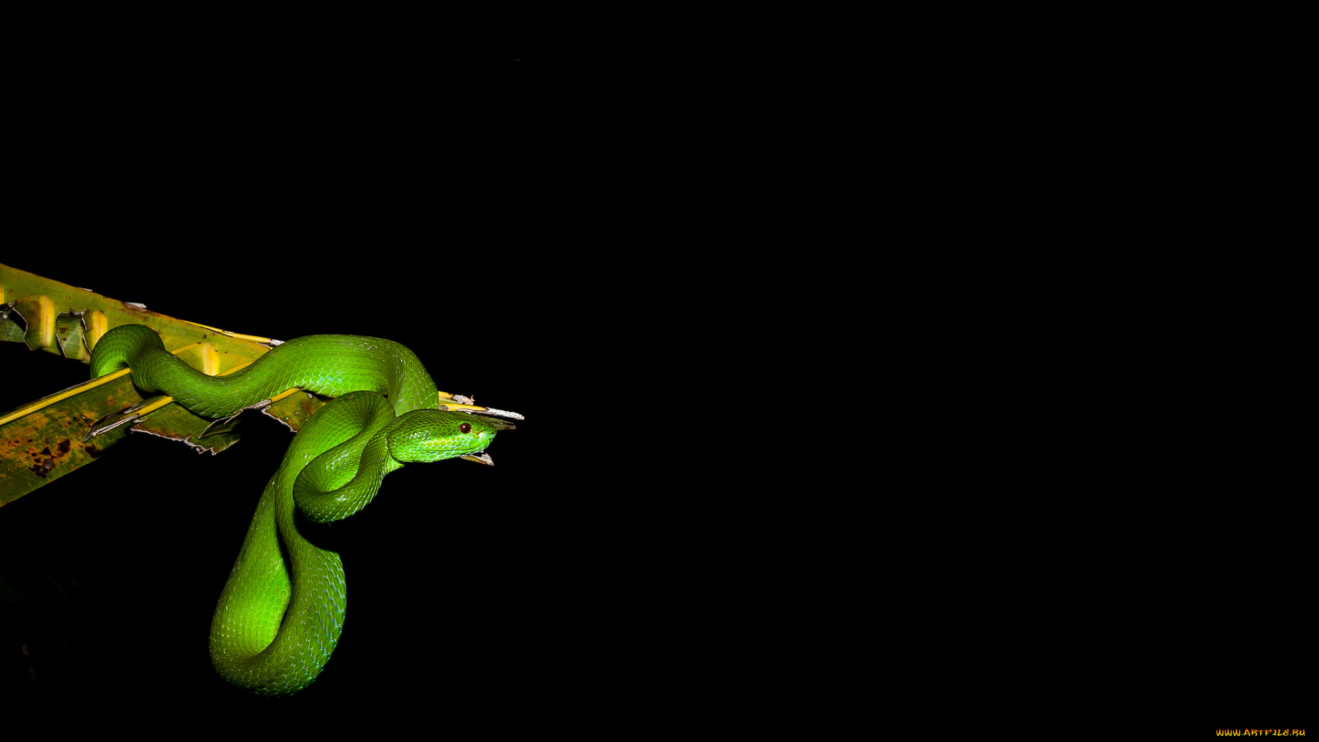 животные, змеи, , питоны, , кобры, змейка