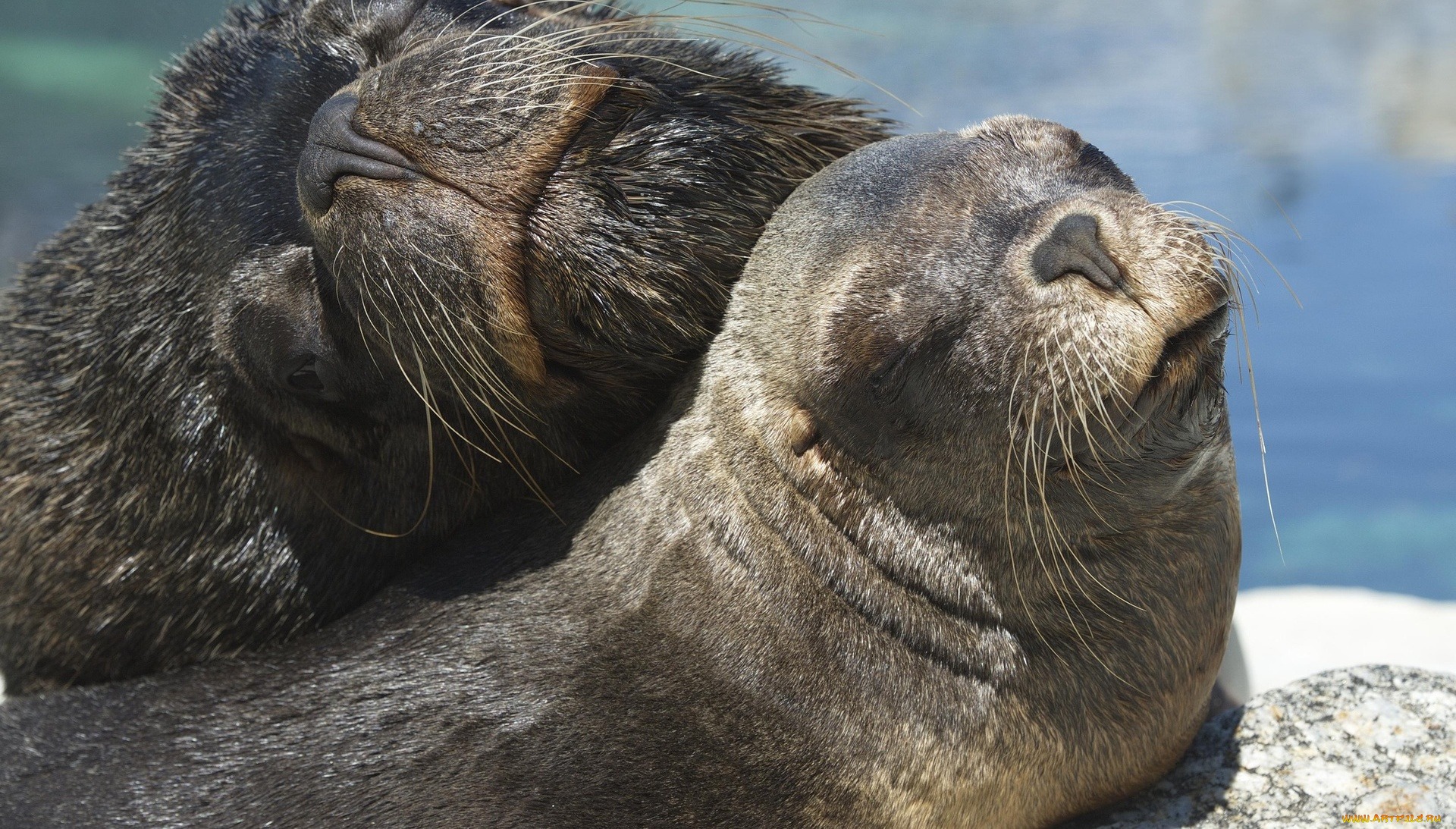 животные, тюлени, , морские, львы, , морские, котики, пара, отдых, берег