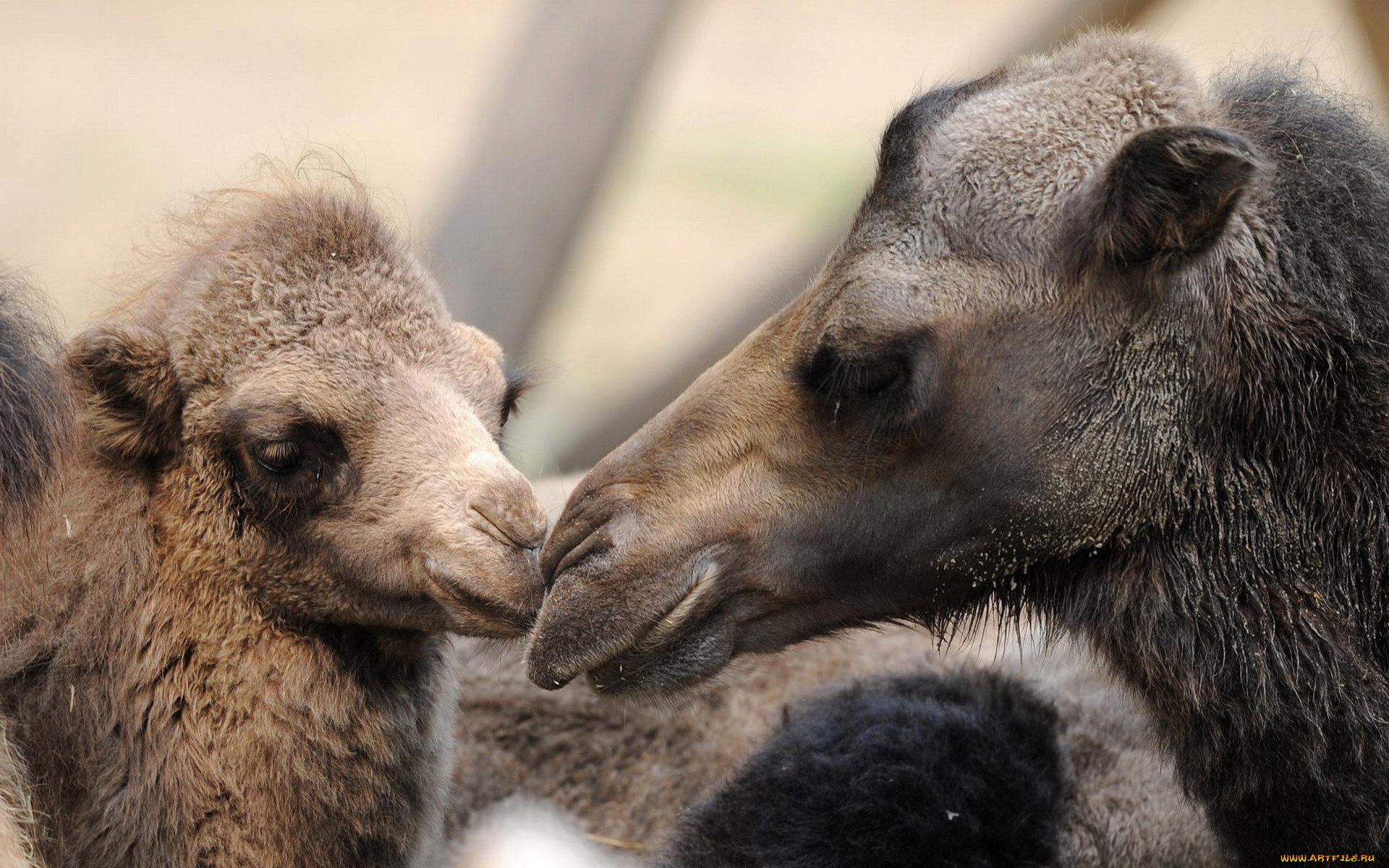 животные, верблюды, верблюжонок, верблюдица