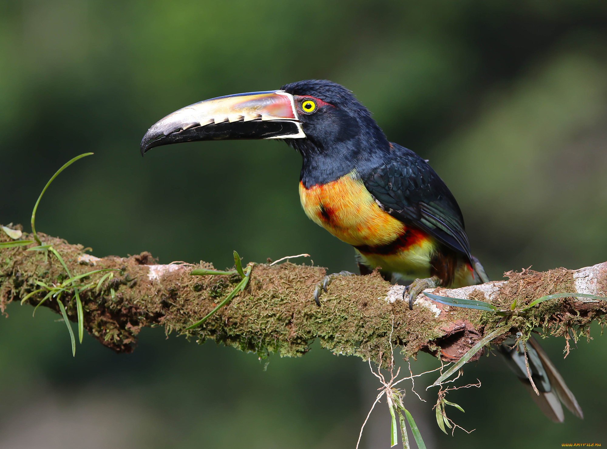 животные, туканы, птичка