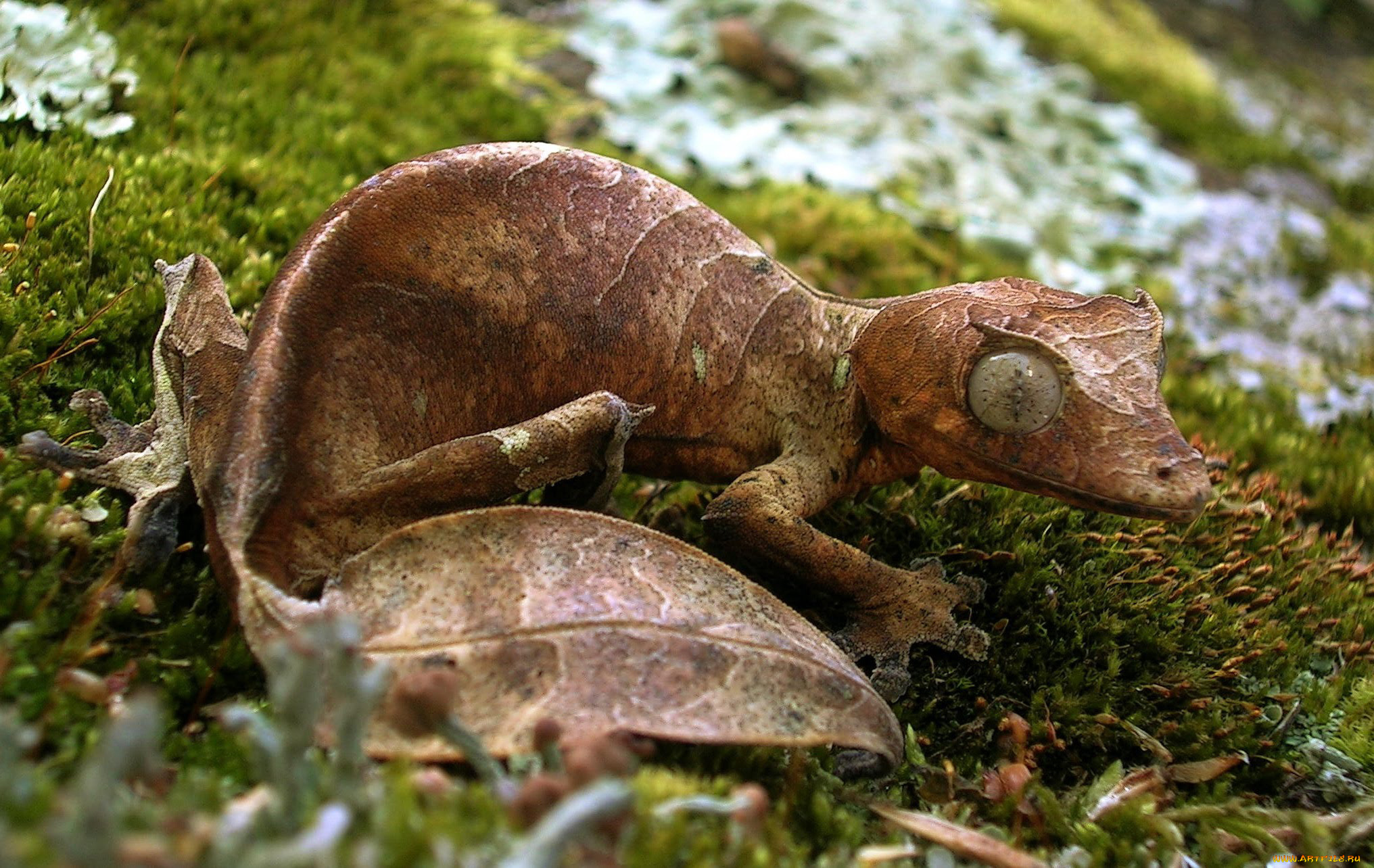 животные, Ящерицы, , игуаны, , вараны, листохвостый, геккон, ящерица, листва