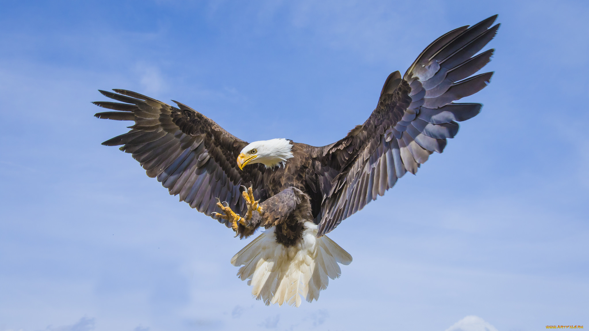 животные, птицы, -, хищники, птичка