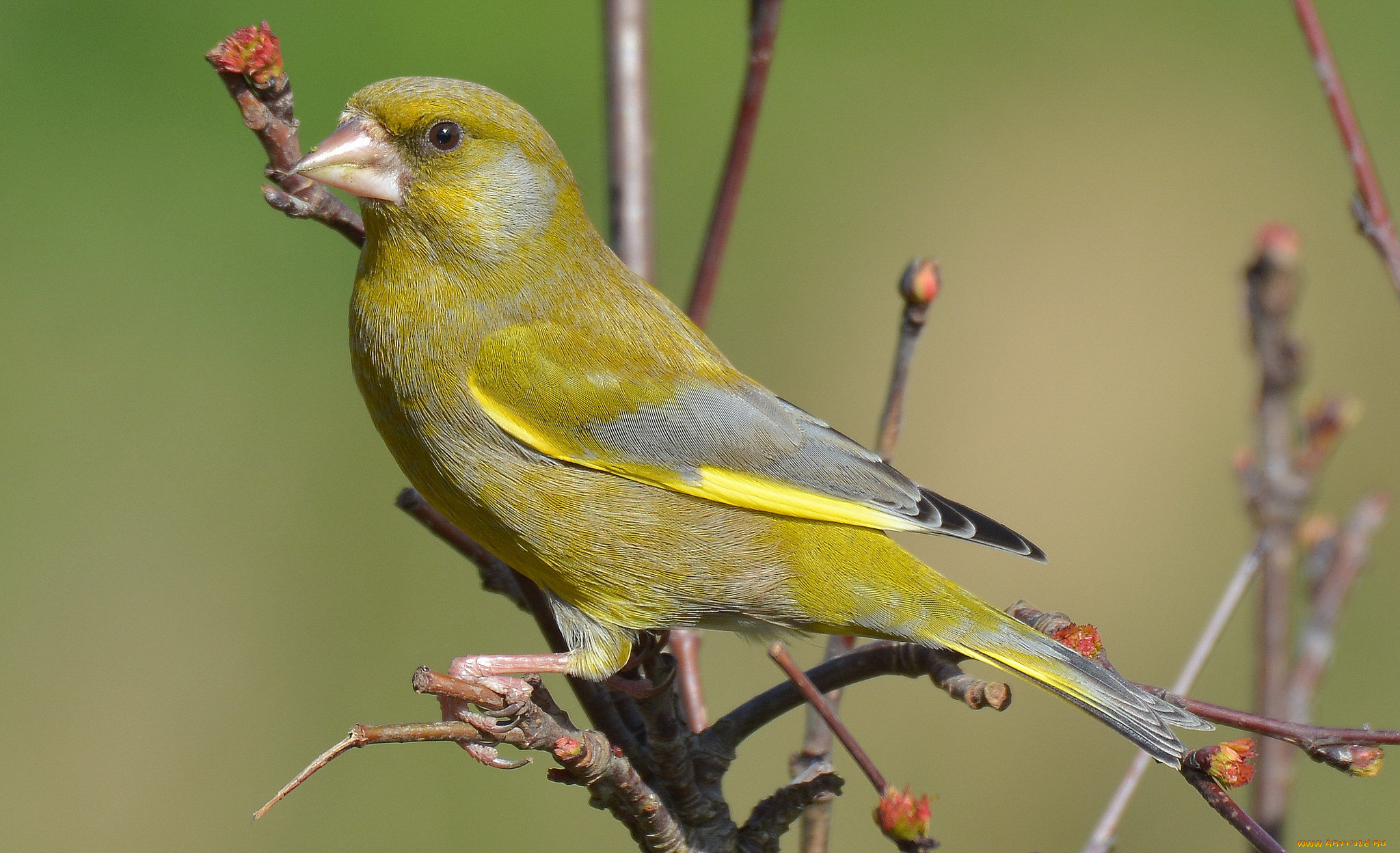 животные, птицы, птичка