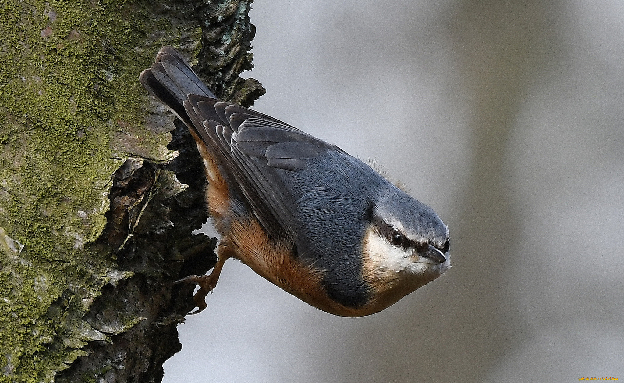 животные, поползни, птичка